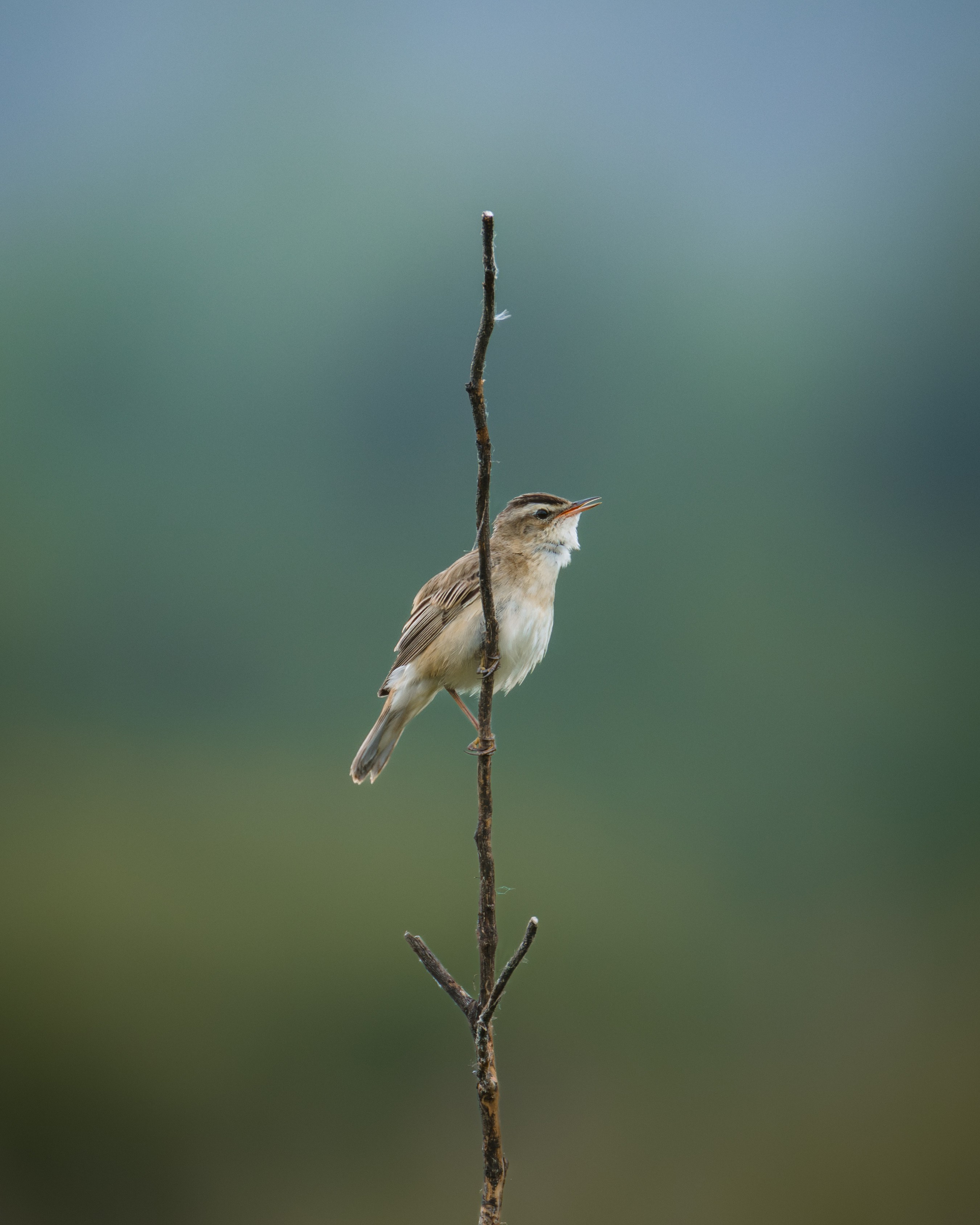 Voronezh 2026. Anton Chernov | Wildlife photographer