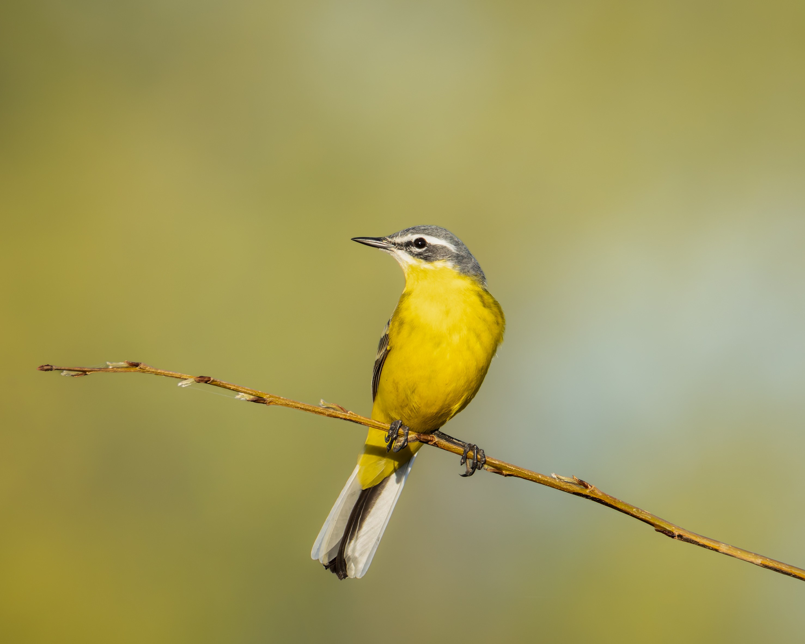 Voronezh 2025. Anton Chernov | Wildlife photographer