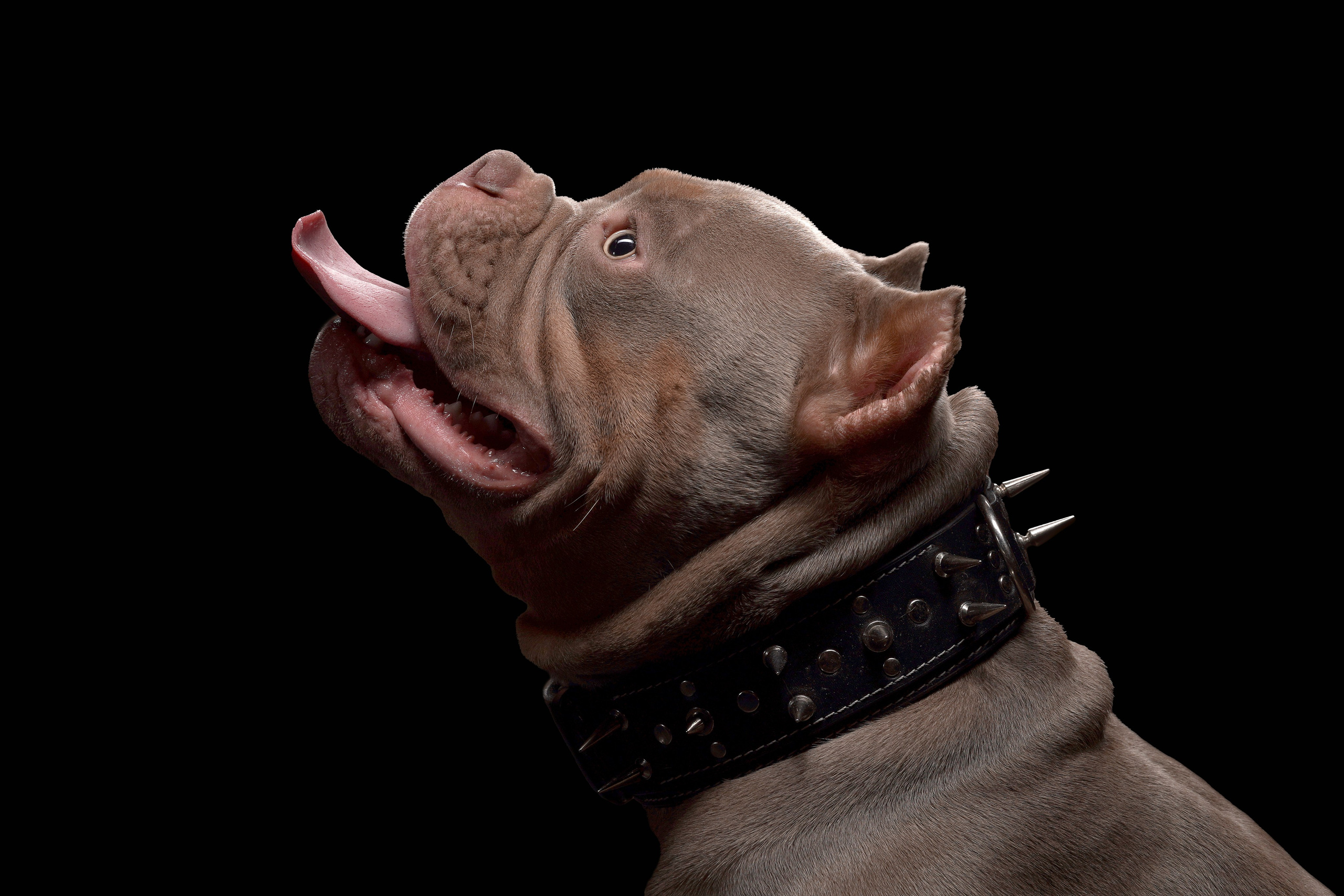 Анималистика. Студийные съемки. Фотограф людей и животных в Санкт-Петербурге Марина Бурмистрова