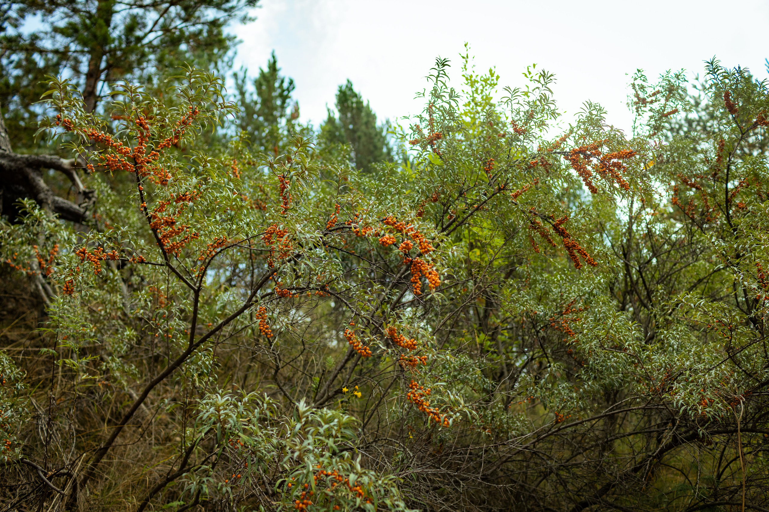 Красноярск (осень 2023). Фотограф Виноградов Константин