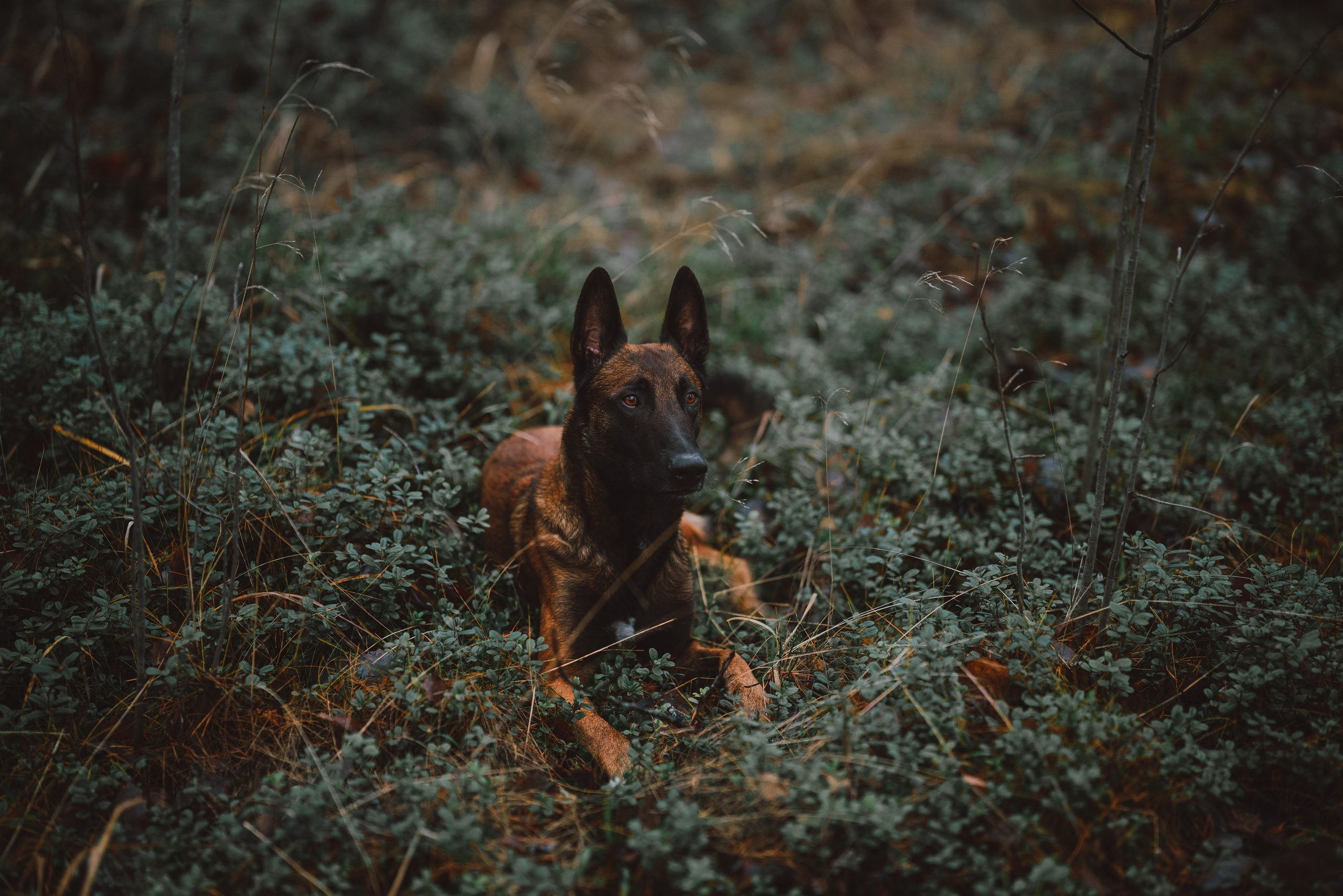 Раш. Фотограф анималист Осипчикова Мария
