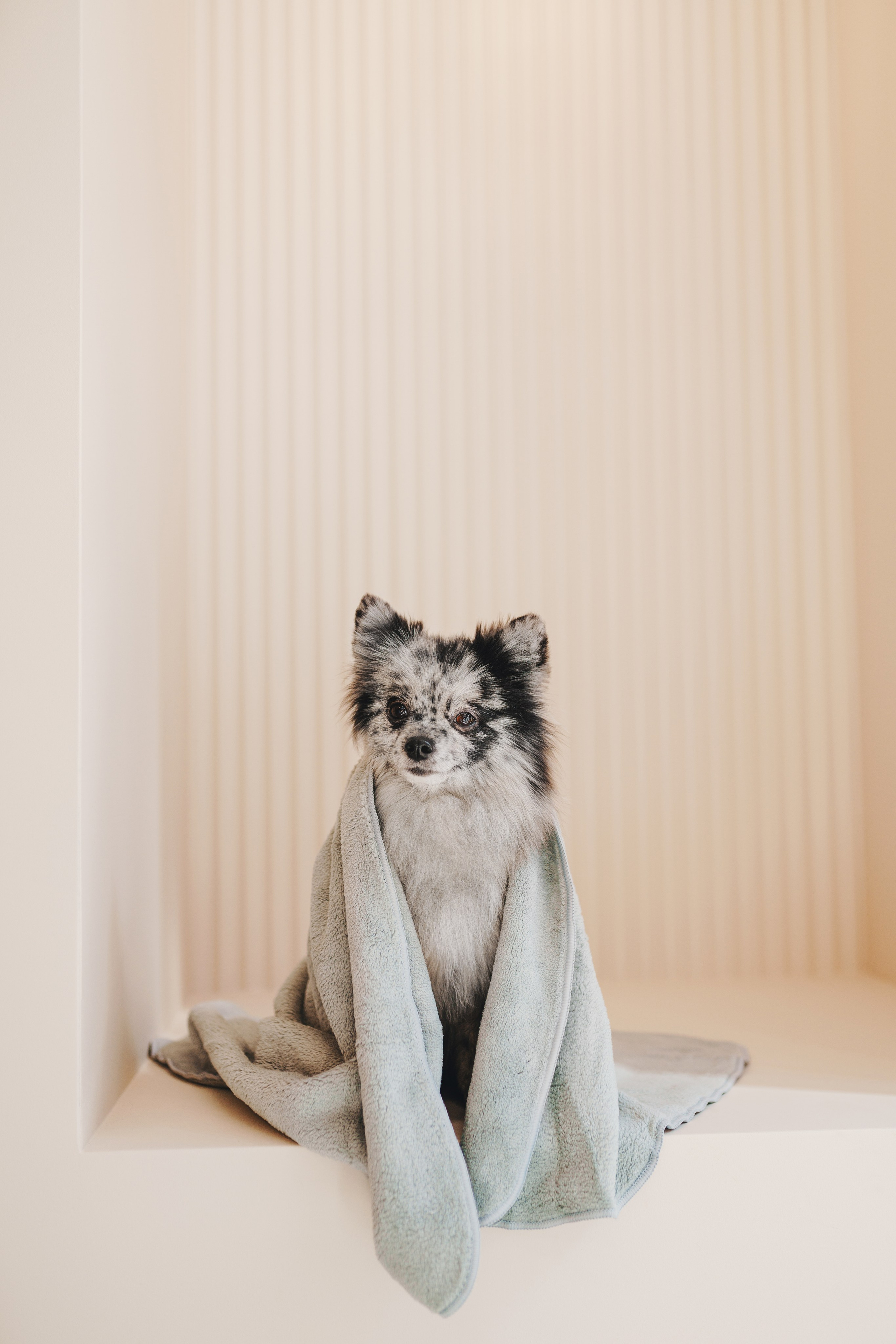 Груминг-салон. Фотограф анималист Осипчикова Мария