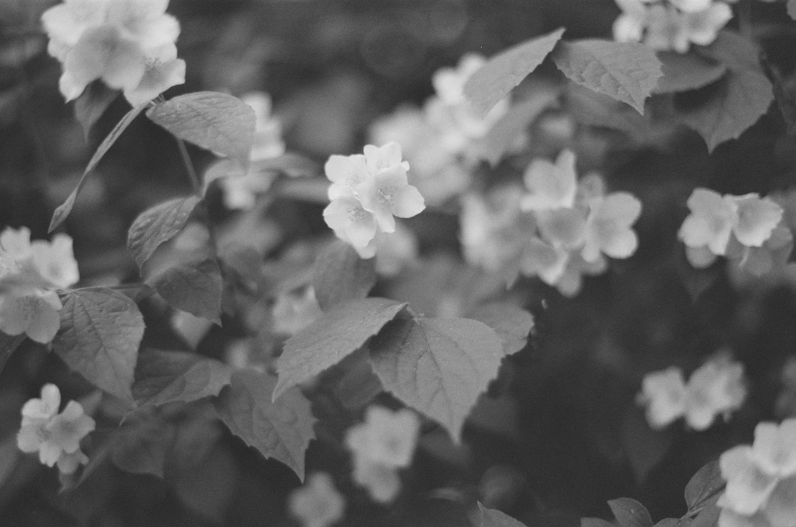 Plastinki // ukraine, crimea IV. EVER EXPOSED