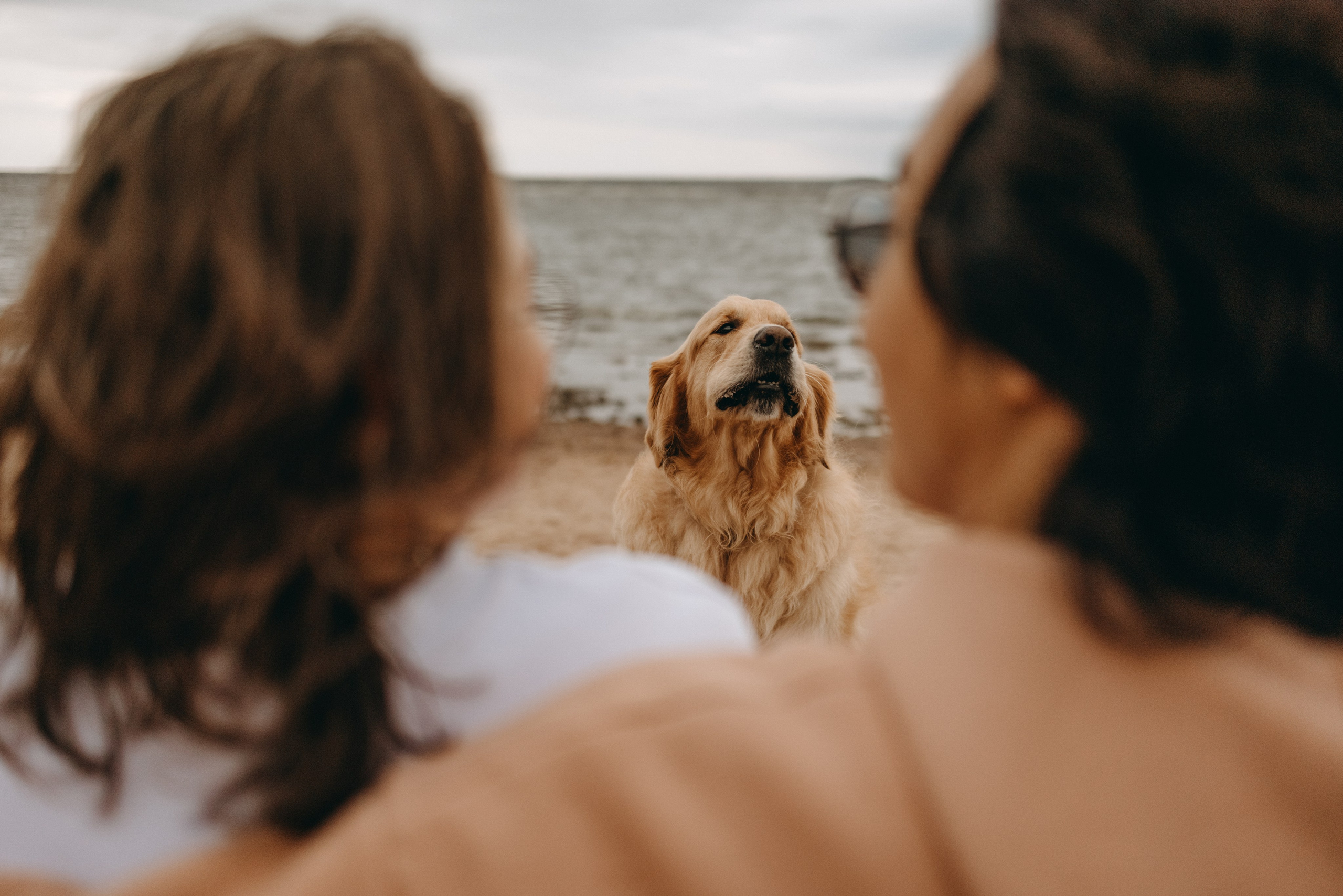 Фоси и его семьи. Фотограф — Анималист | Санкт-Петербург