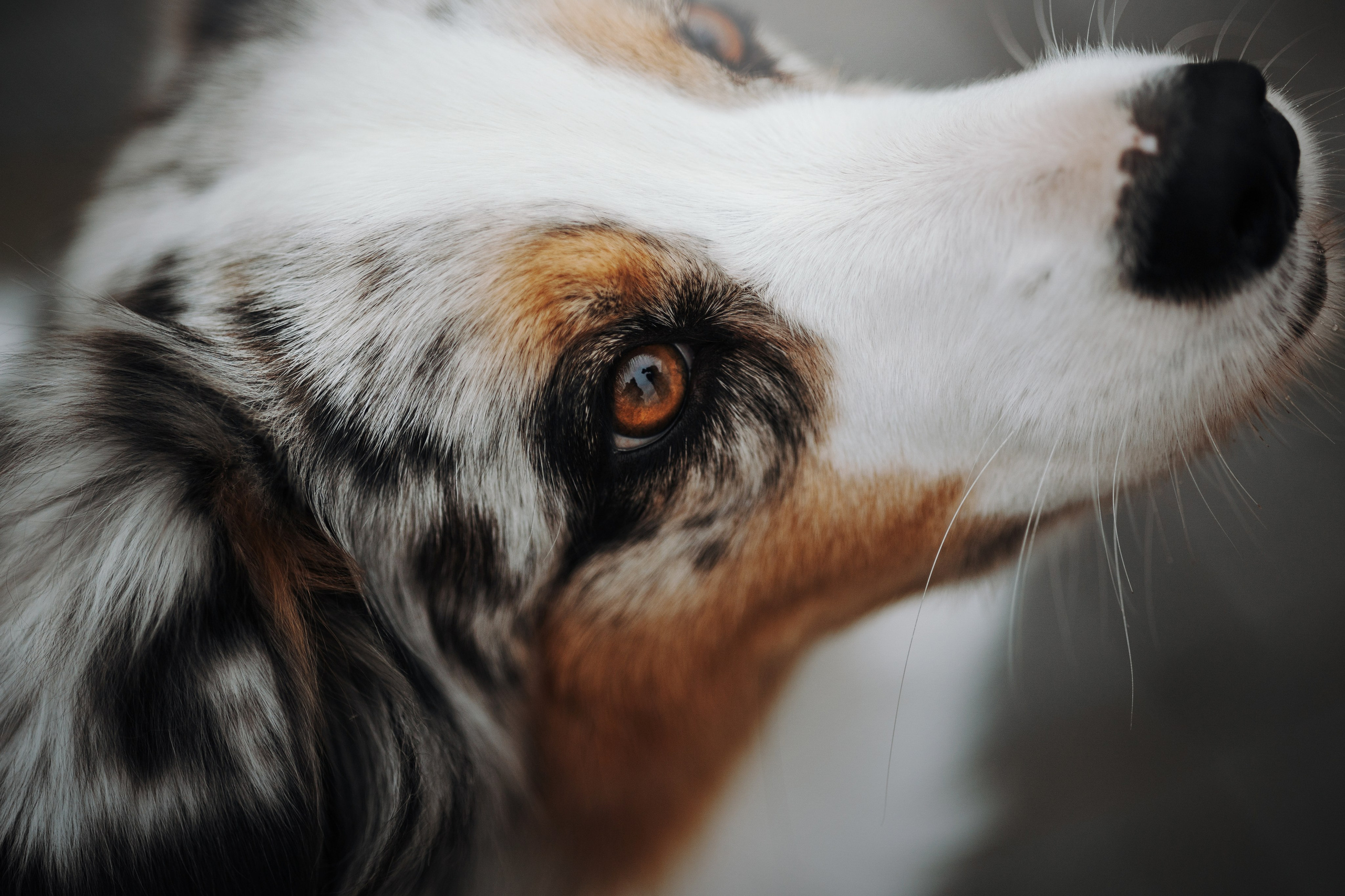 Ирина и Кайса. Фотограф — Анималист | Санкт-Петербург