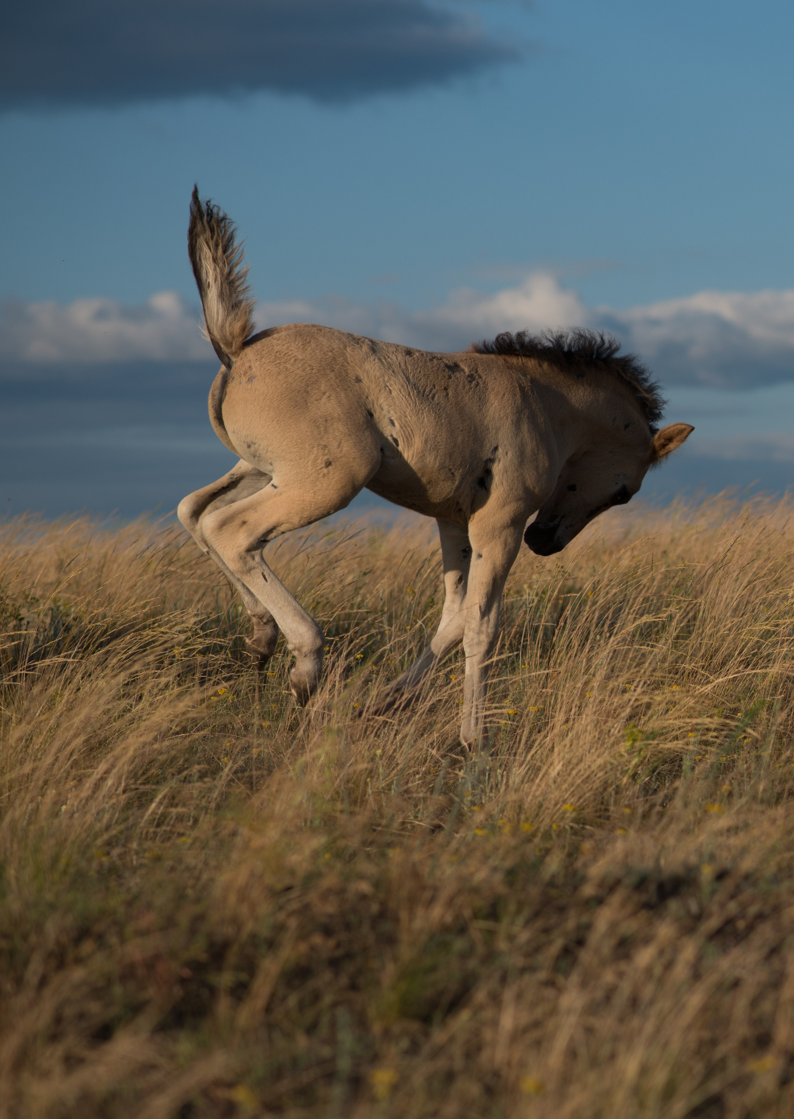 Лошади. Конный фотограф в Саратове Юлия Иванова