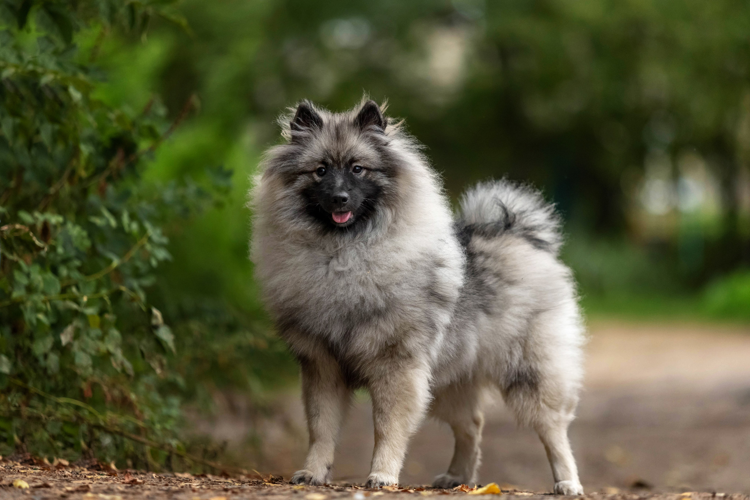 Кеесхонд. Https://moshkovaphoto.ru/