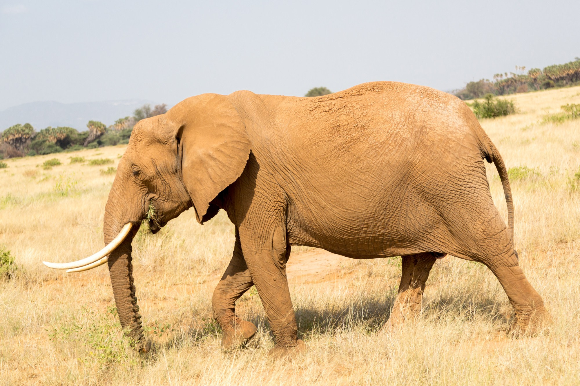 Африка. Кения. Фотосъёмка животных в африканской саванне. Фотограф Алексей Скоробогатько