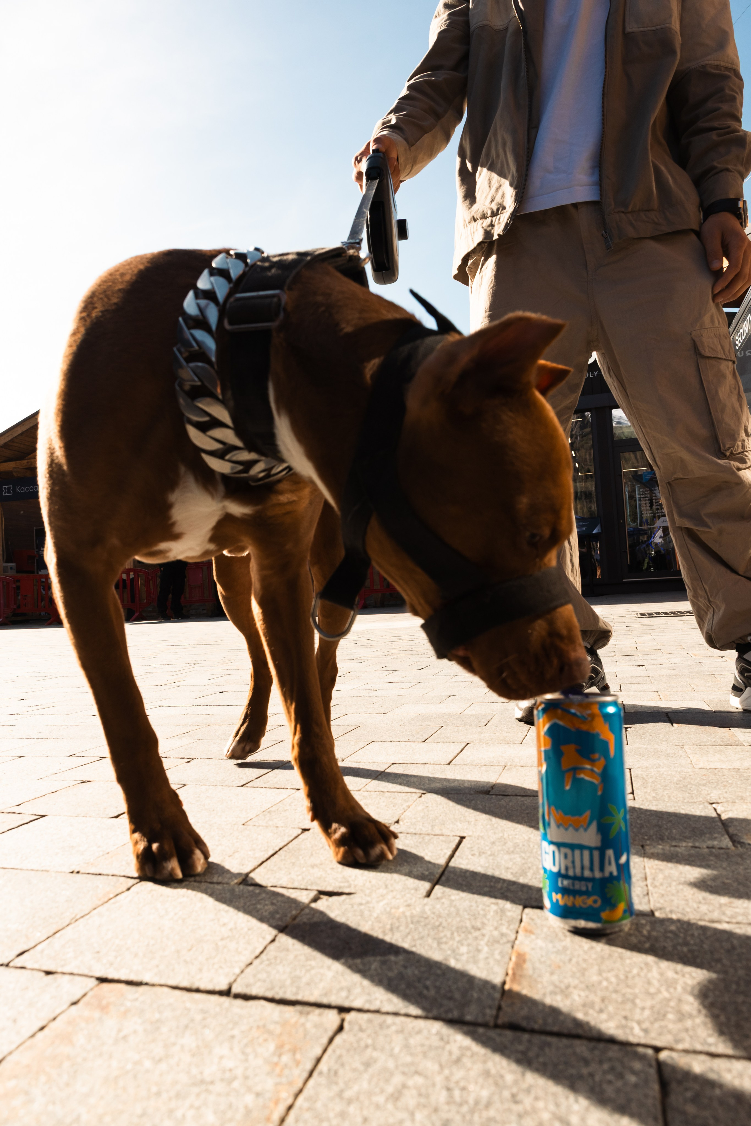 GORILLA GROOVE STAGE IMBA CAMP 5. Gorillaenergymedia