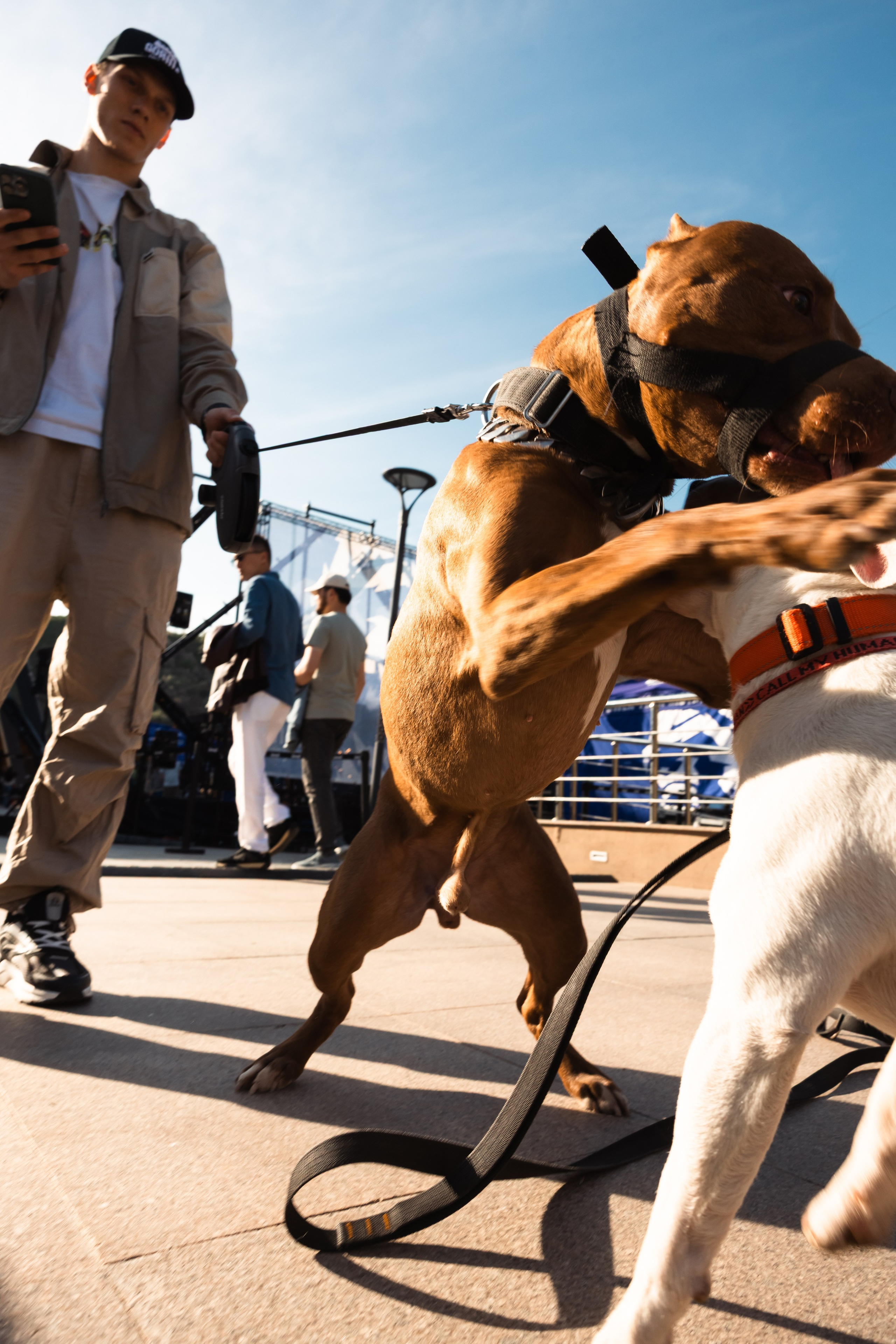 GORILLA GROOVE STAGE IMBA CAMP 5. Gorillaenergymedia