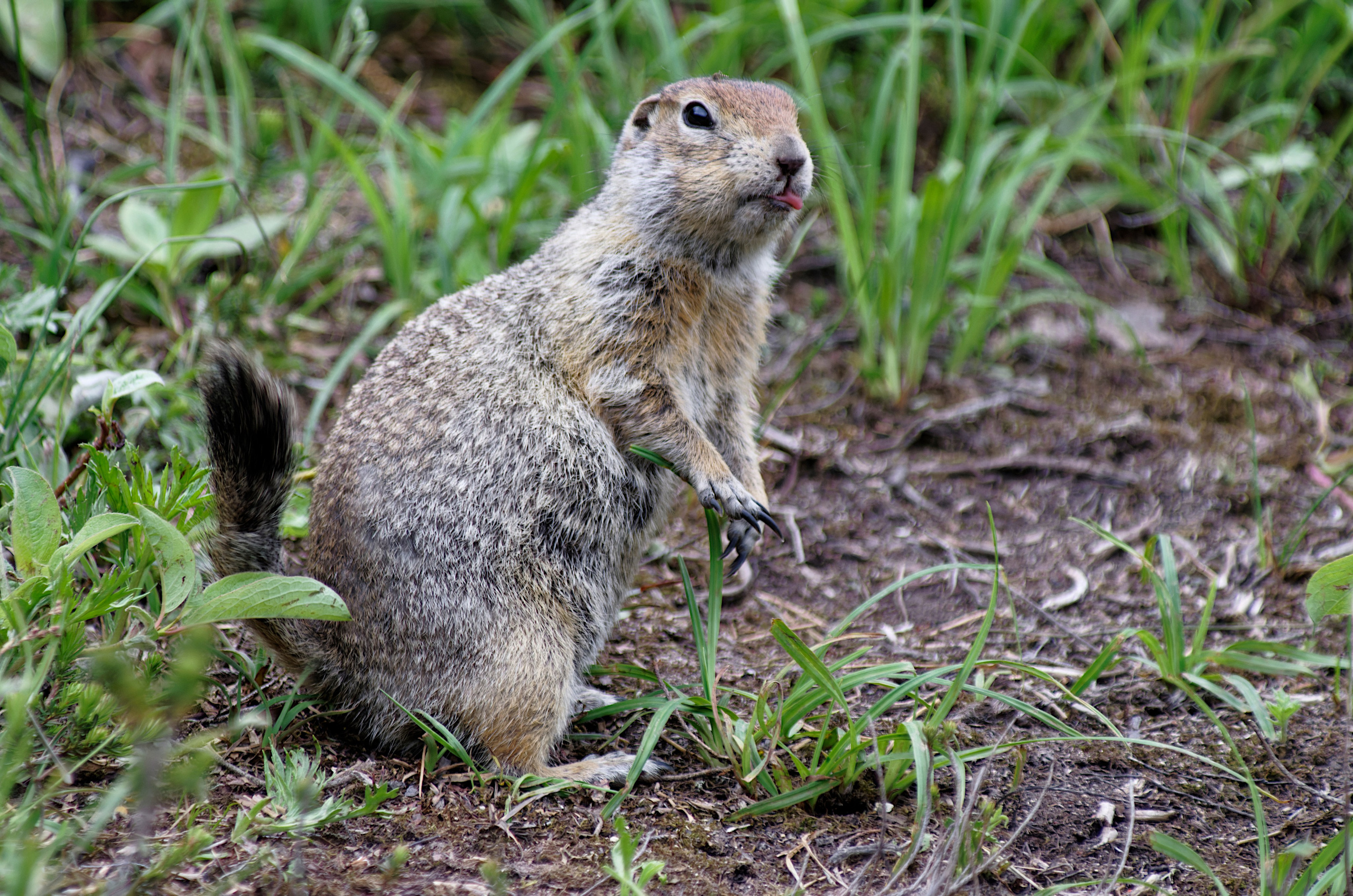 Камчатка. Фототрип. Тур?. Семоха Валерий. Фотограф