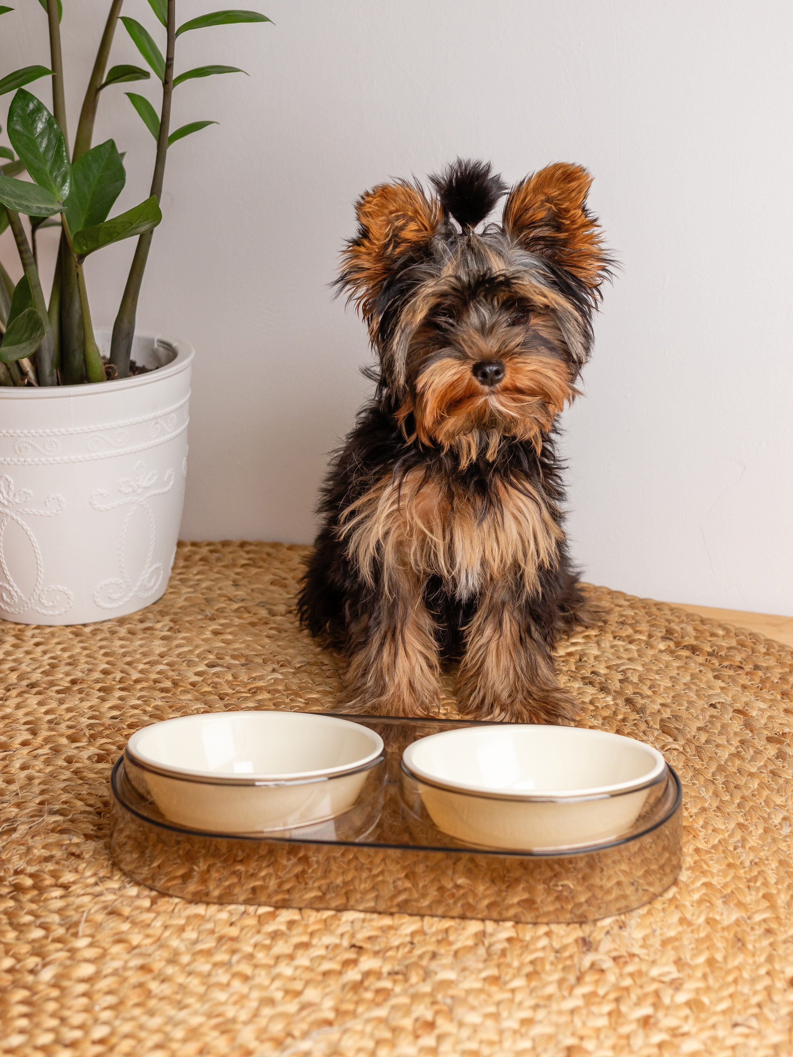 Миска для собаки. Фотограф в Краснодаре Арина Кудряшова