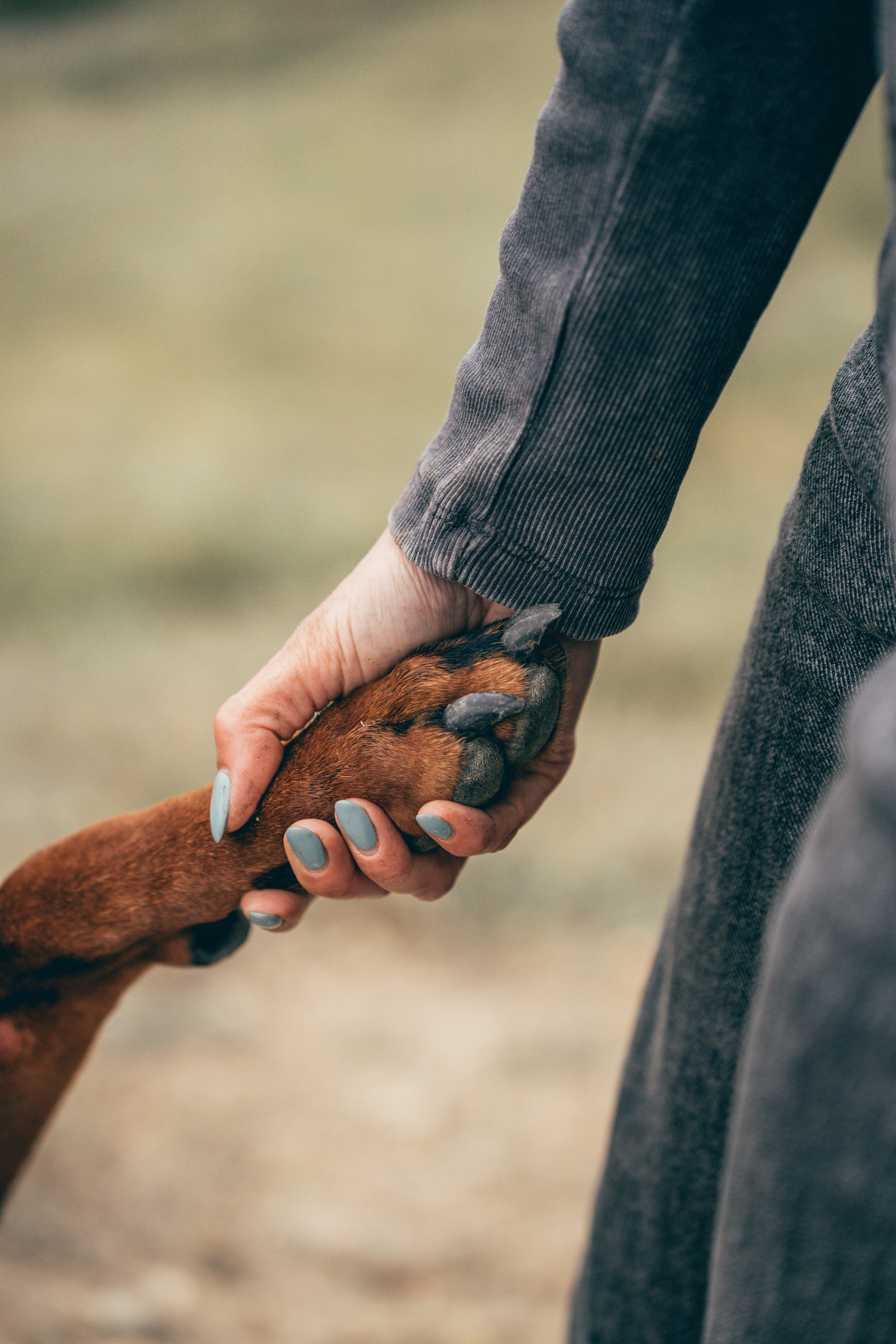 Семейный фото тур с собакой. Фотограф КМВ|ГОРЫ Пятигорск Железноводск Ессентуки Кисловодск Домбай Архыз Эльбрус