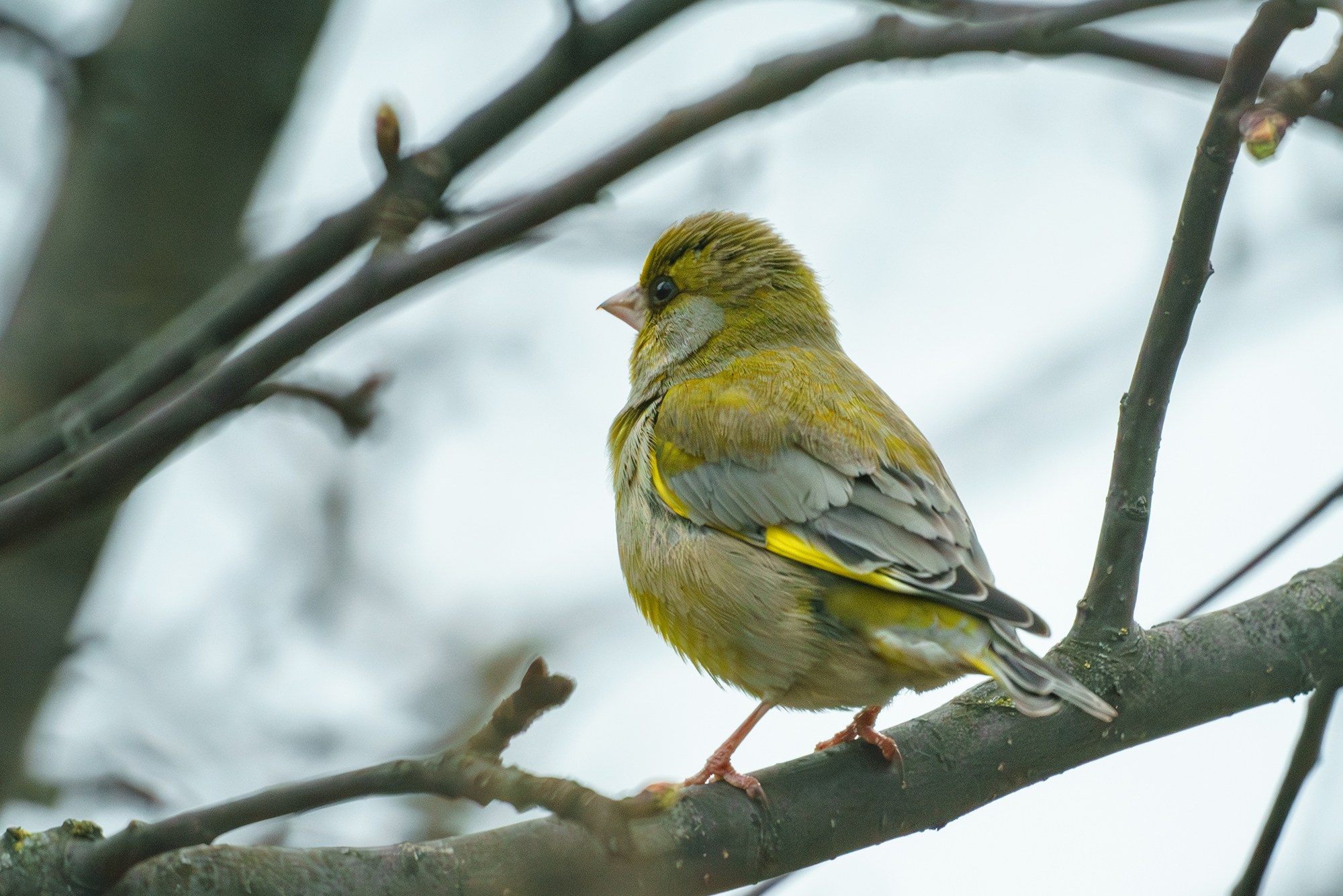 Удивительные мир птиц. Вокруг нас столько прекрасного — присмотритесь!. Ваш личный фотограф Марина Волкова