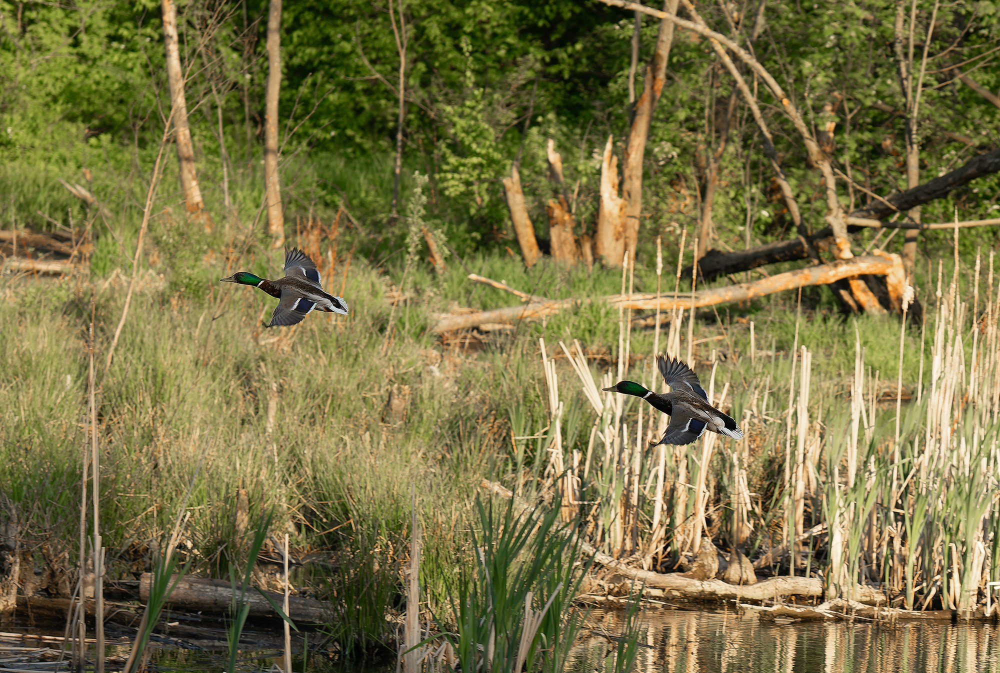 Удивительные мир птиц. Вокруг нас столько прекрасного — присмотритесь!. Ваш личный фотограф Марина Волкова