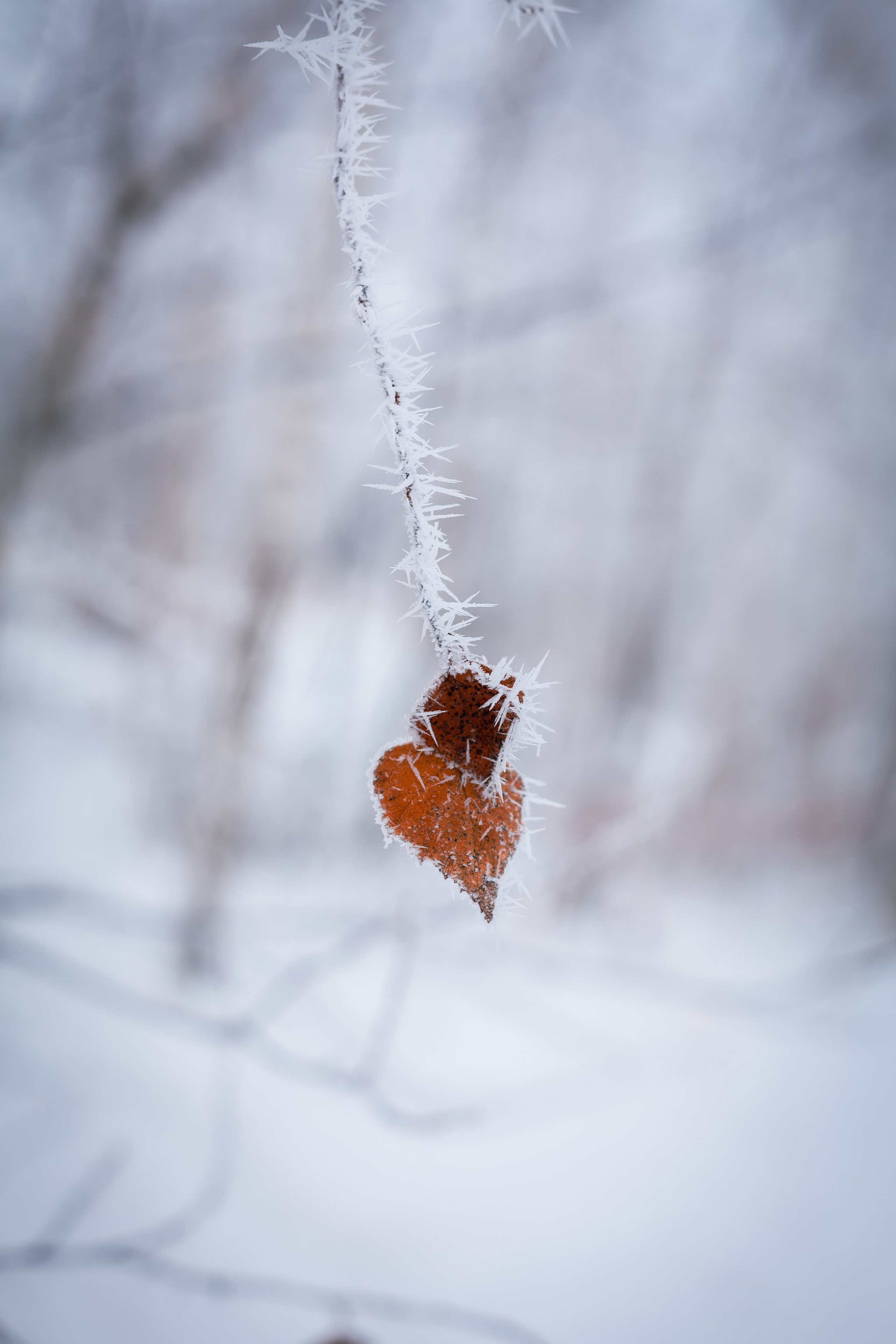 Снежная прогулка. Фотограф в Томске Евгения Гуляева