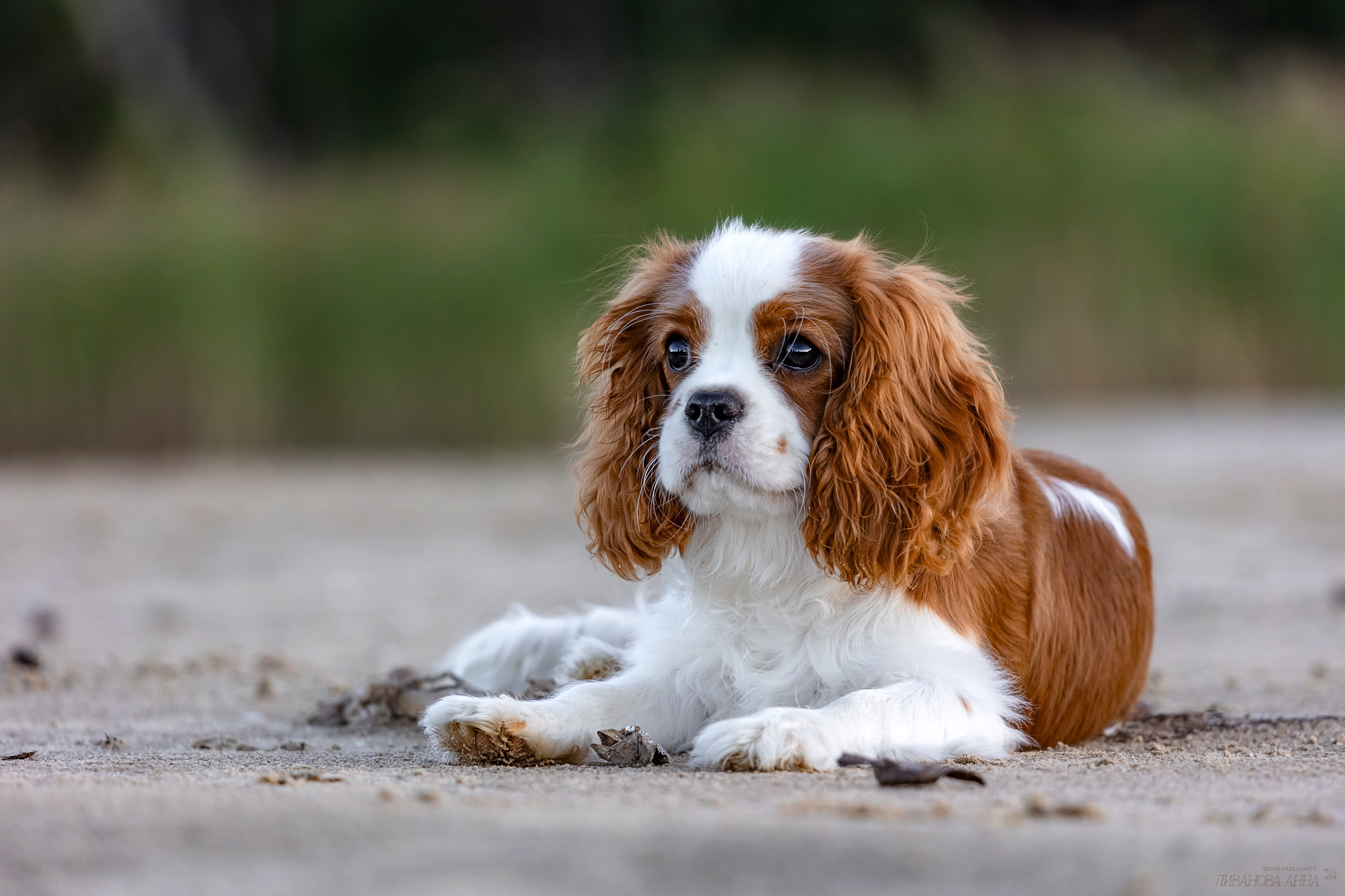 Татка. Фотограф анималист Аня Ливанова | Рыбинск