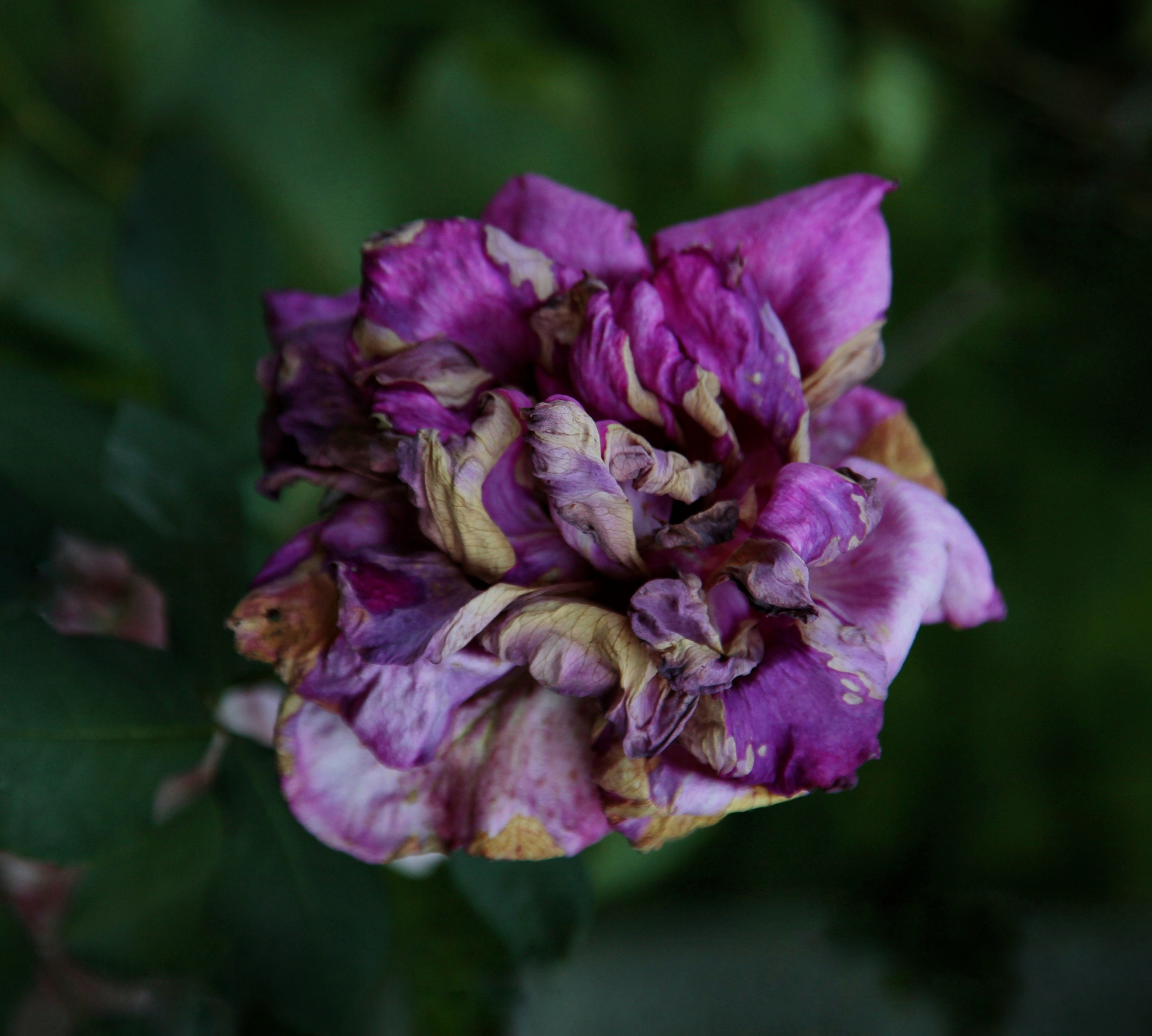 Природа. Настасья Проценко. Фотограф