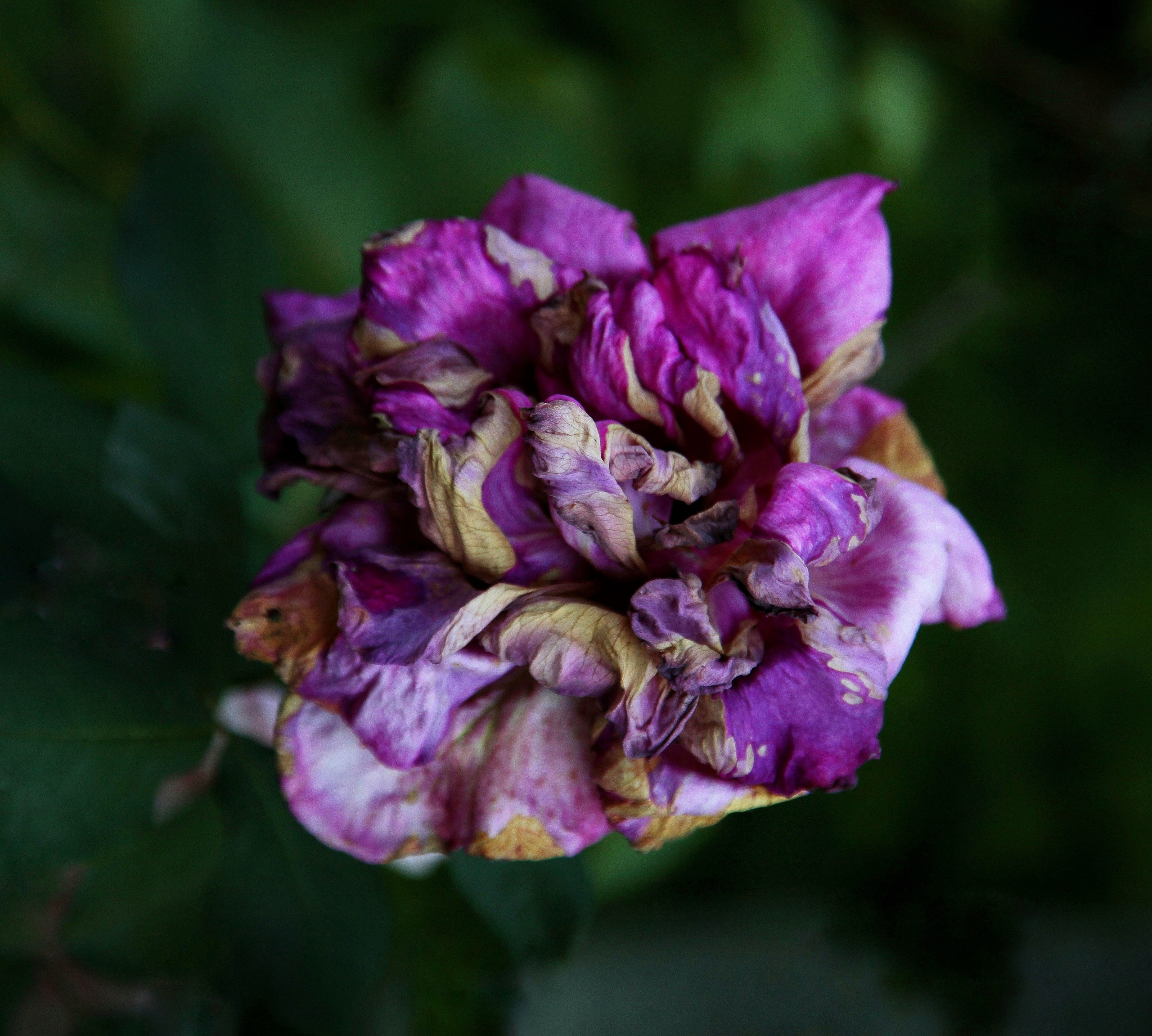 Розарий. Предметная фотография. Москва