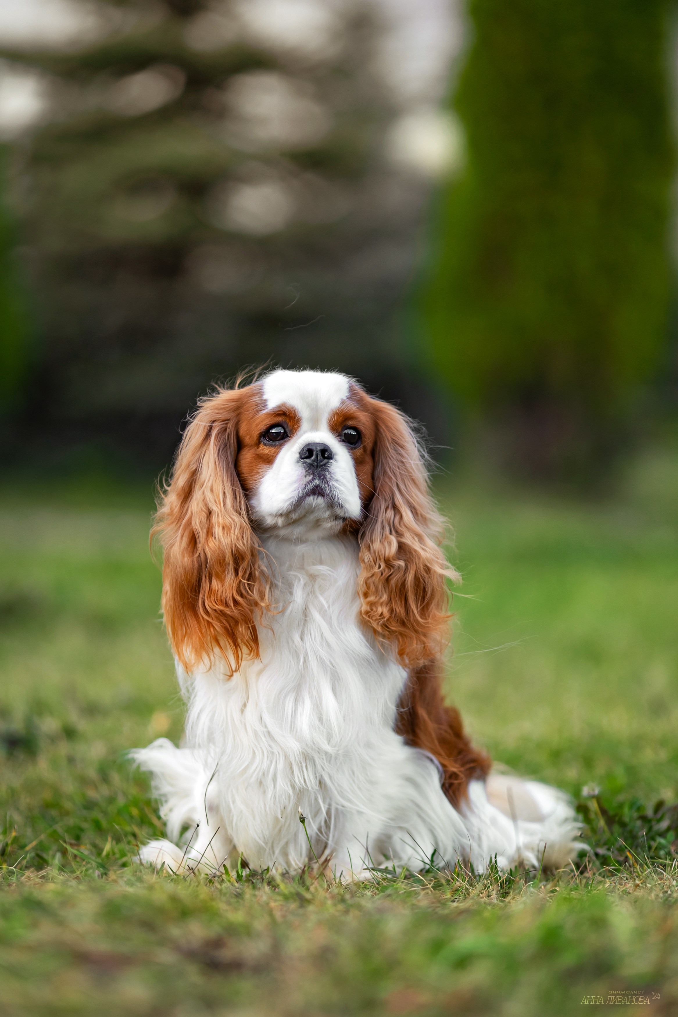 Кавалеры. Фотограф анималист Аня Ливанова | Рыбинск