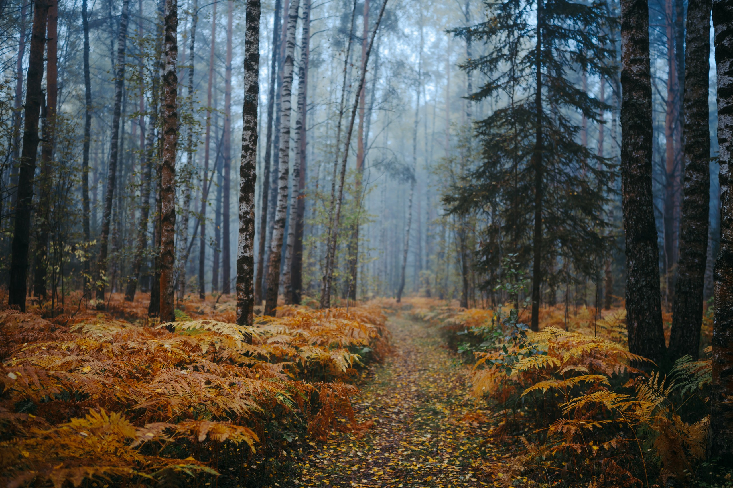 Туманное утро. Komonev