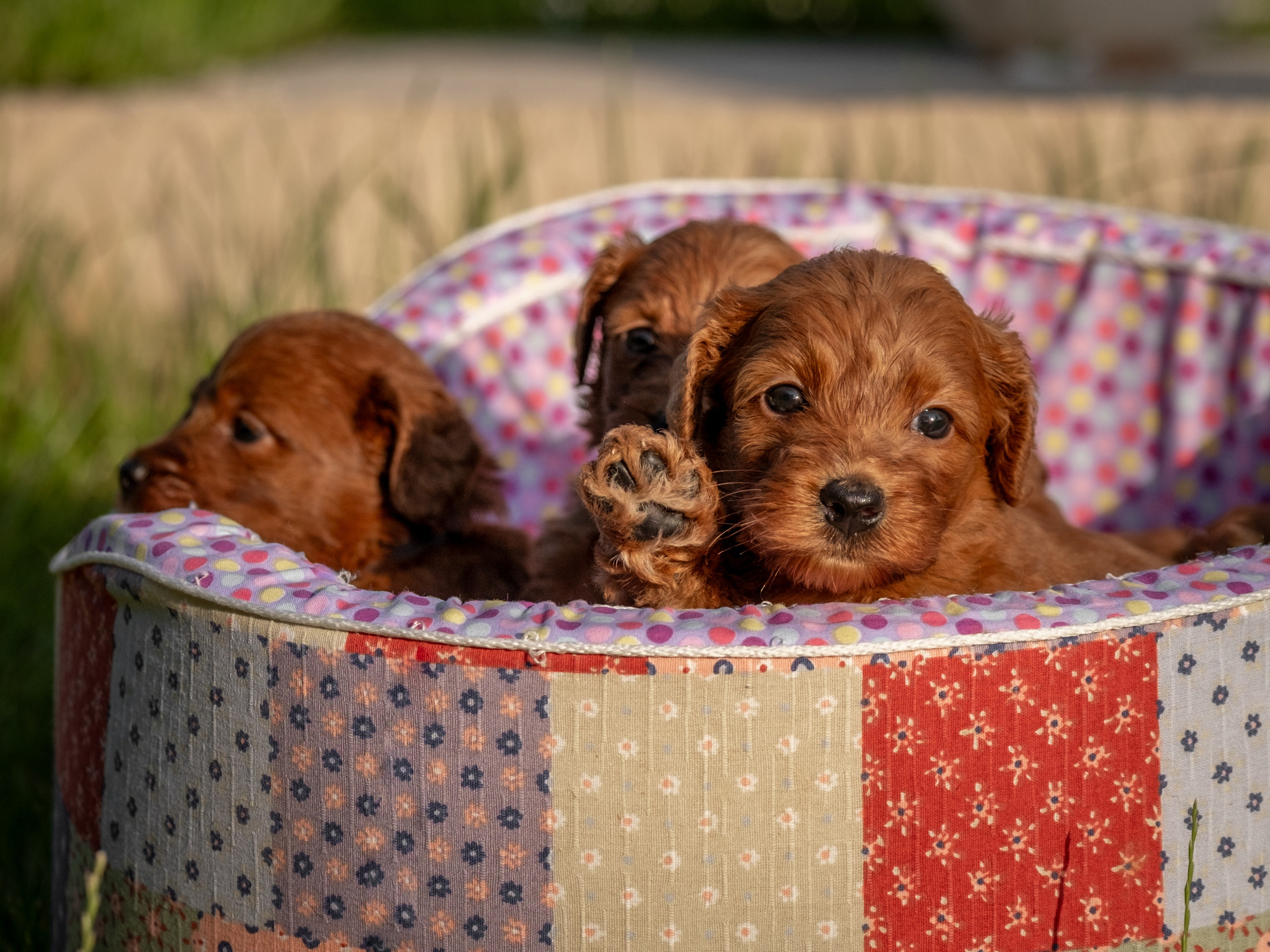 Неповторимые лабрадудли для Елены). Зоофотограф, фотограф животных в Москве и области Дина Дамоцева