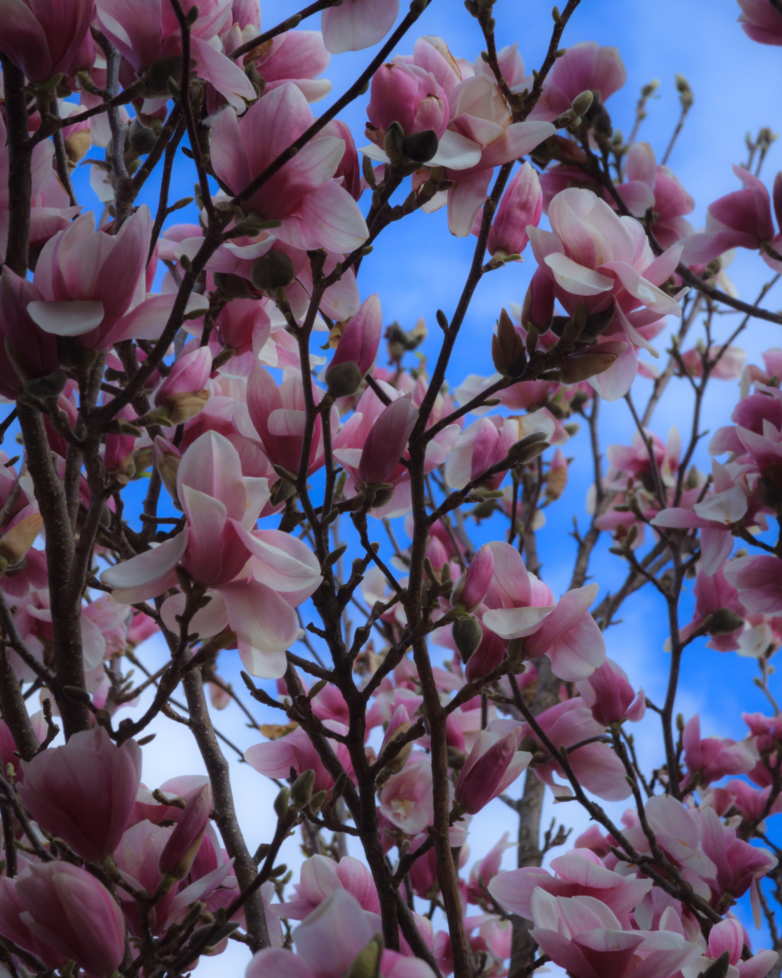 Цветение магнолии в Ессентуках. Пейзажный и архитектурный фотограф юга России