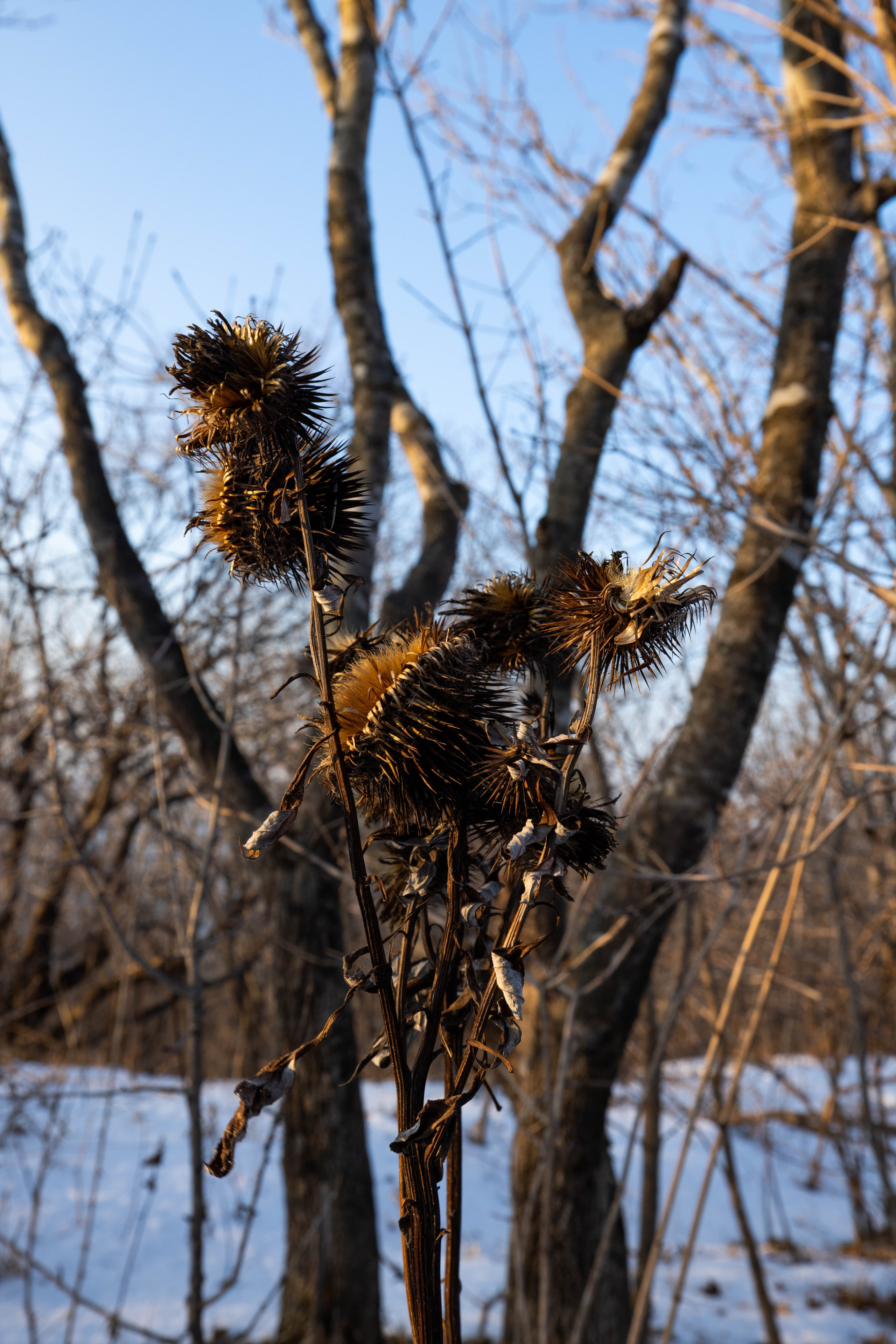 Остров Шкота. Турист оптимист