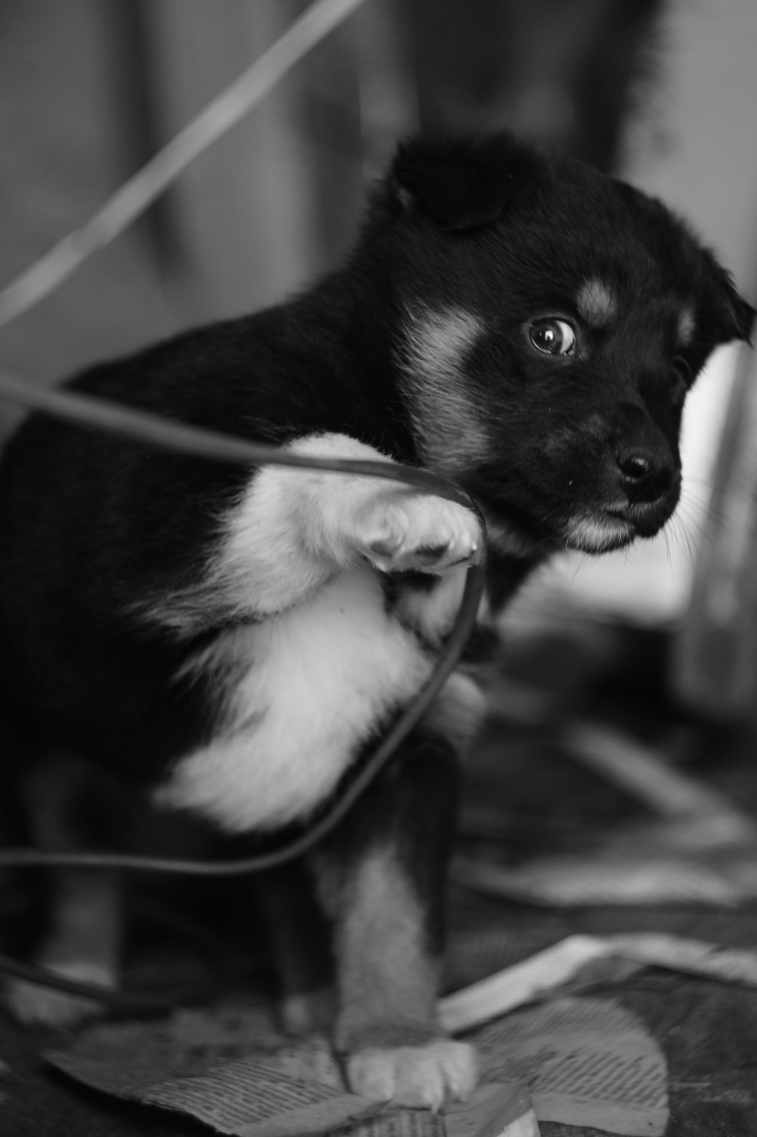 Dogs. Профессиональный фотограф