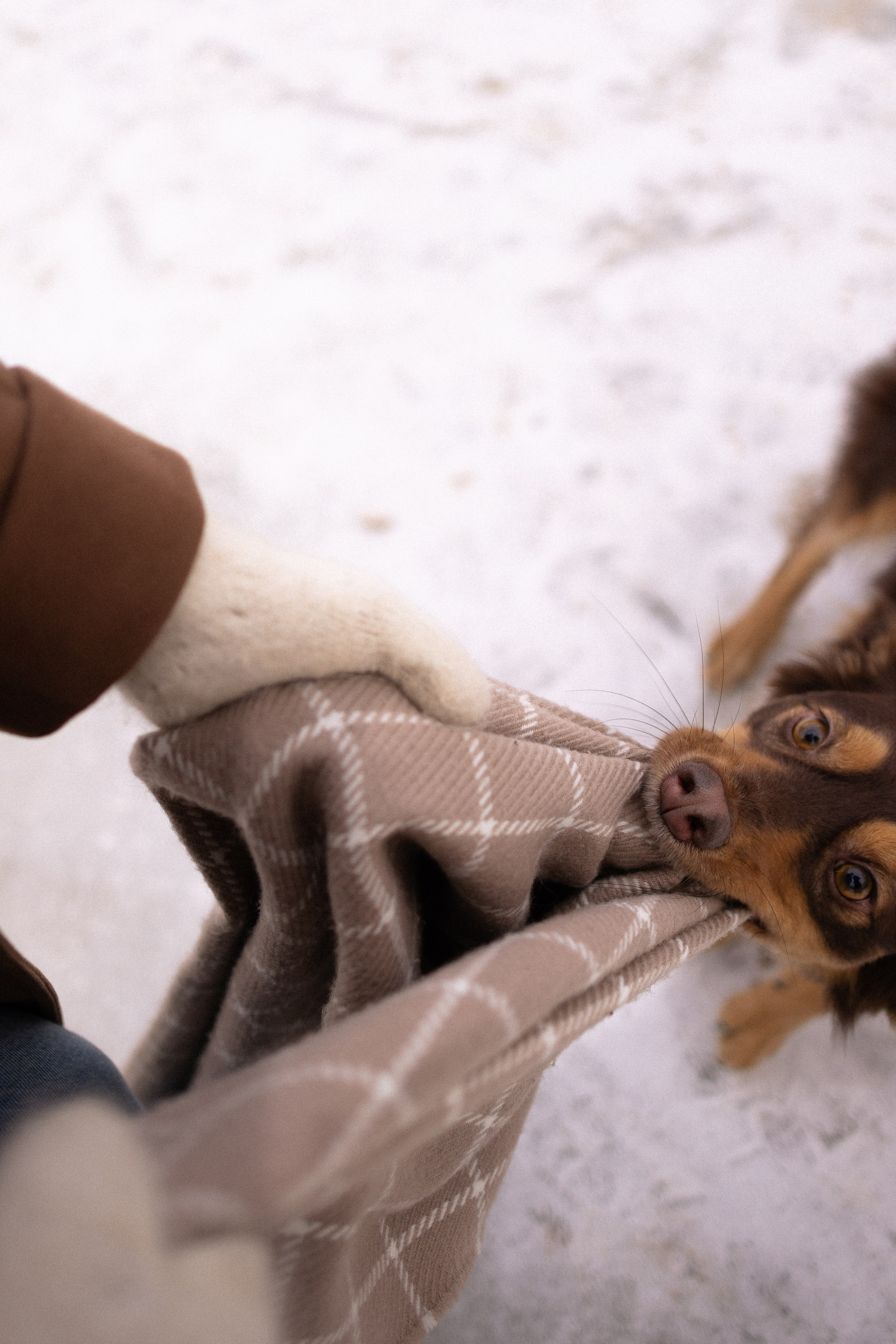Катя и Мёд. Фотограф и видеограф анималист Аганина Дарья