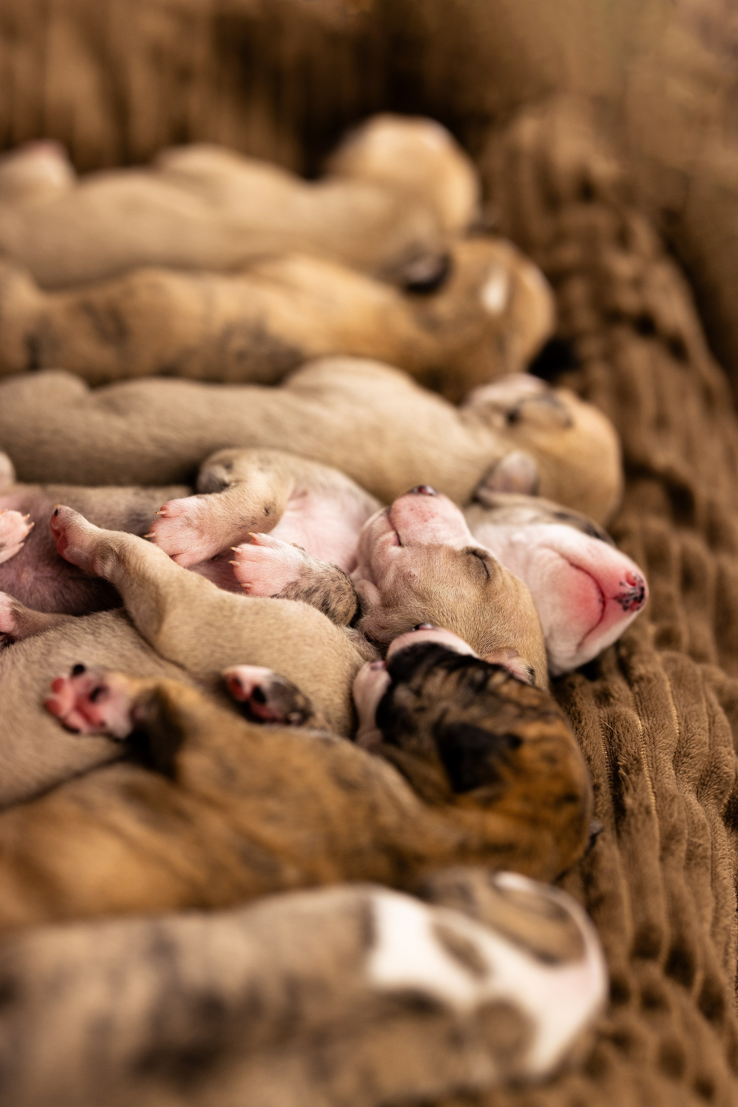 Уиппет. Фотограф и видеограф анималист Аганина Дарья