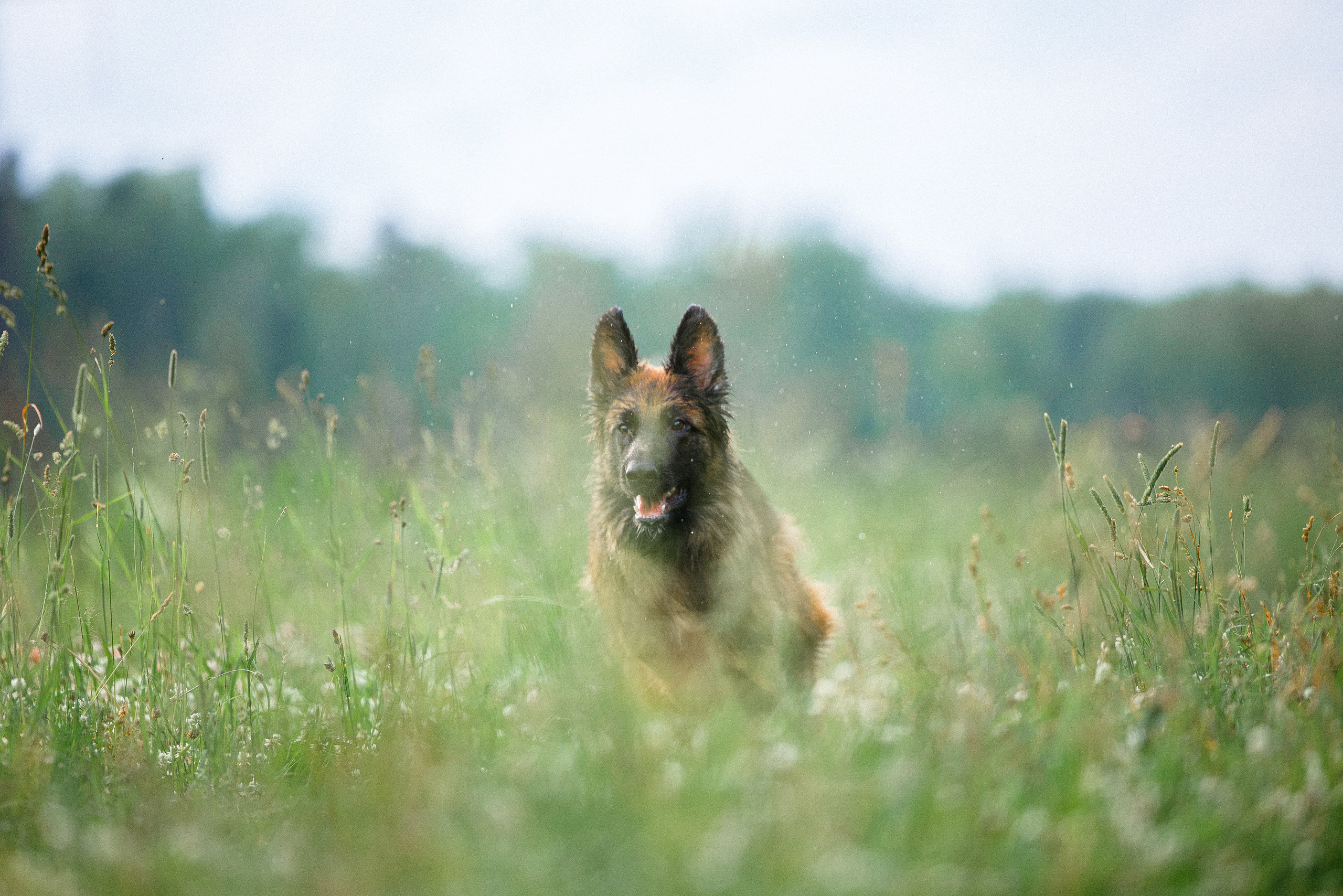 Алена, Фанни и Фрея. Фотограф и видеограф анималист Аганина Дарья