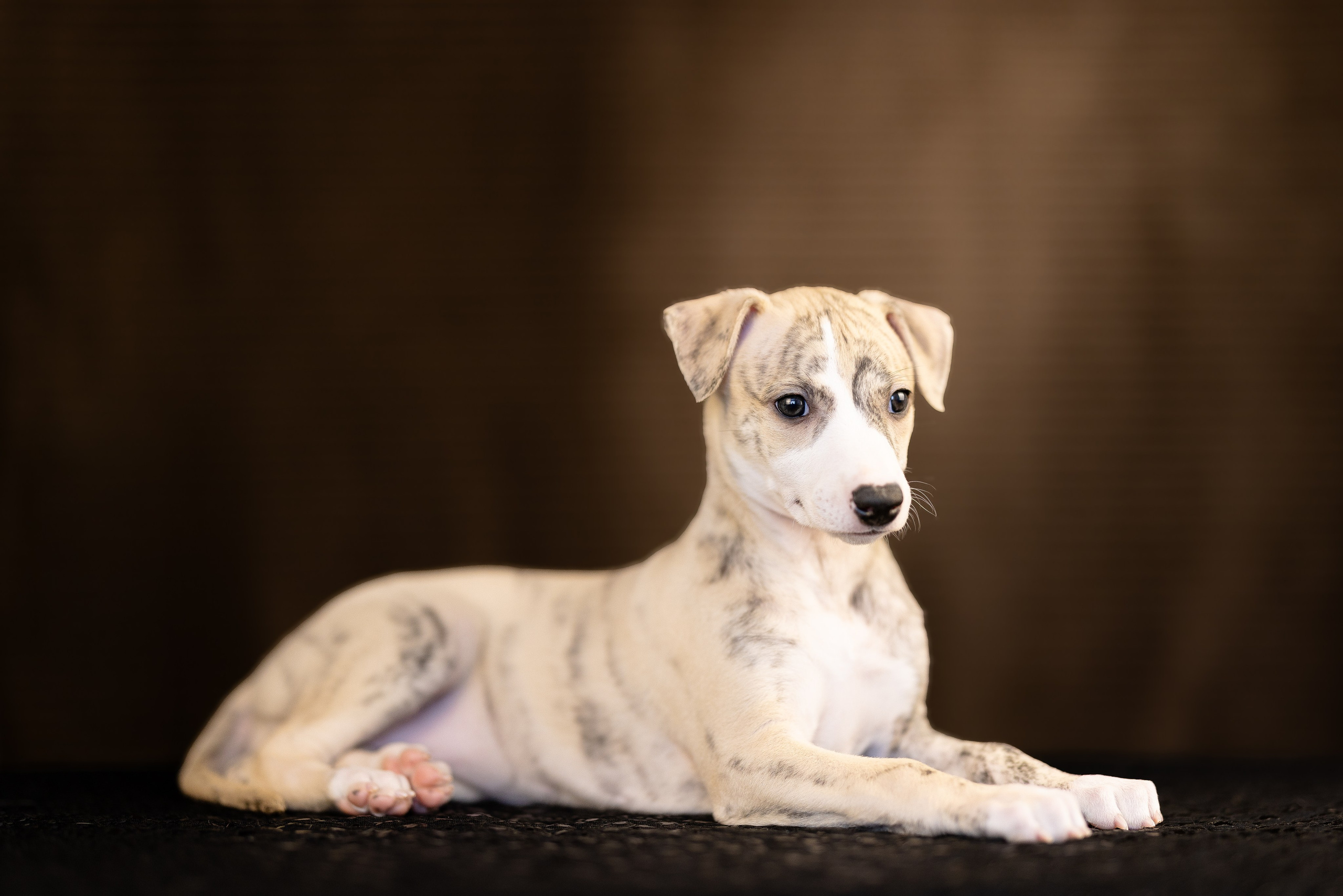 Уиппет. Фотограф и видеограф анималист Аганина Дарья