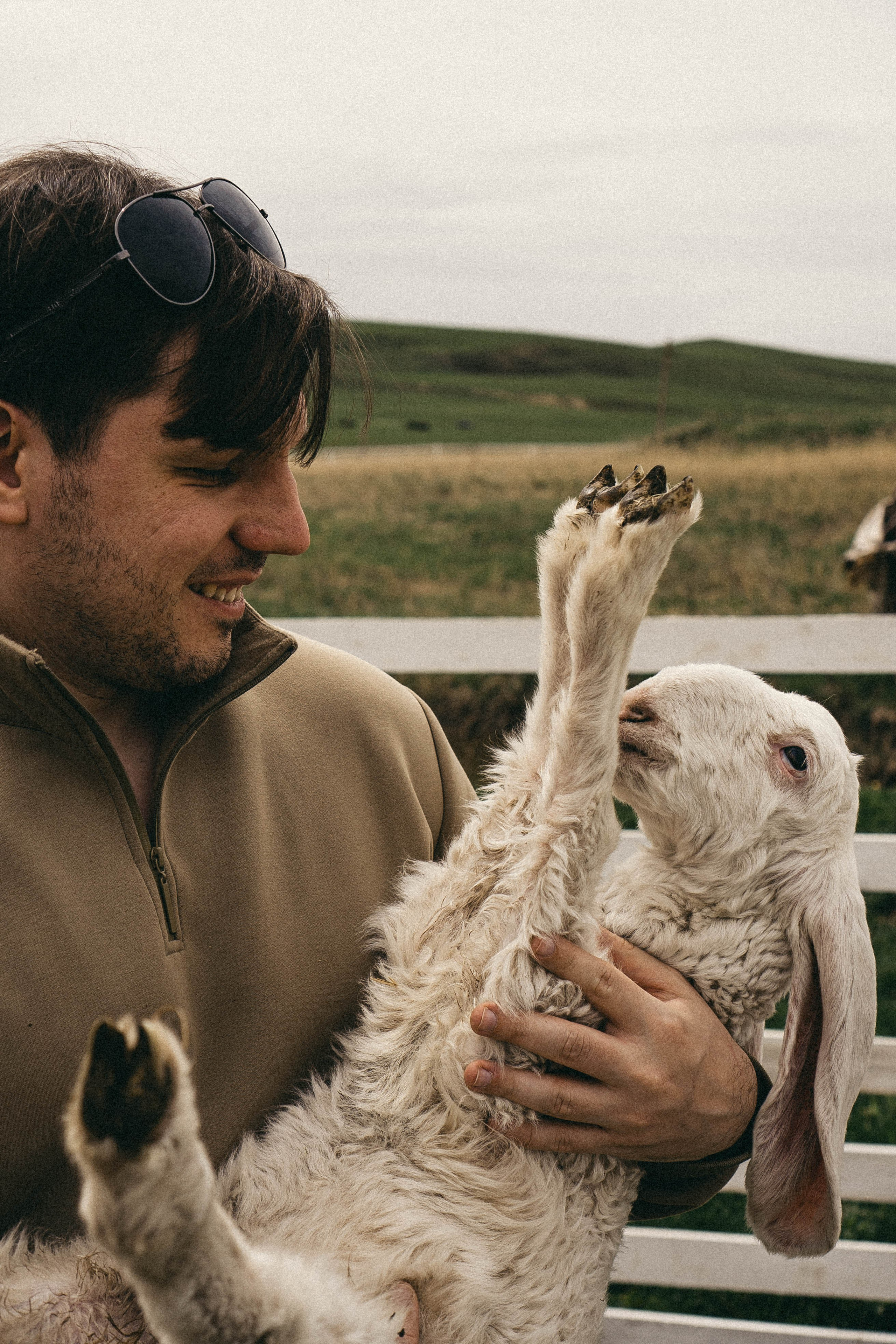 Ферма Альпак. Профессиональный фотограф, Санкт-Петербург — Виктория Богомолова