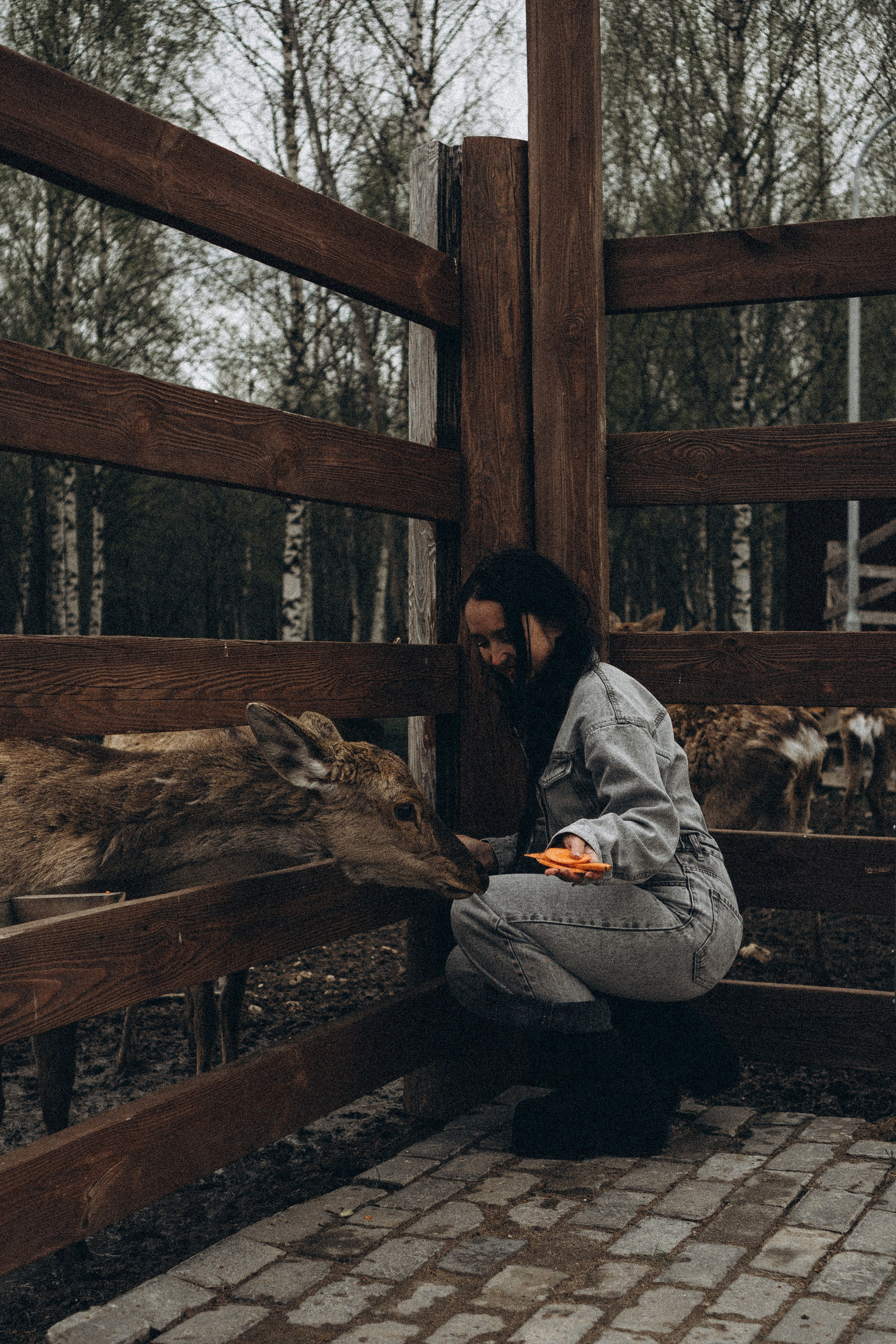 ОЛЕНЬЯ ФЕРМА В ТВЕРИ. Профессиональный фотограф, Санкт-Петербург — Виктория Богомолова