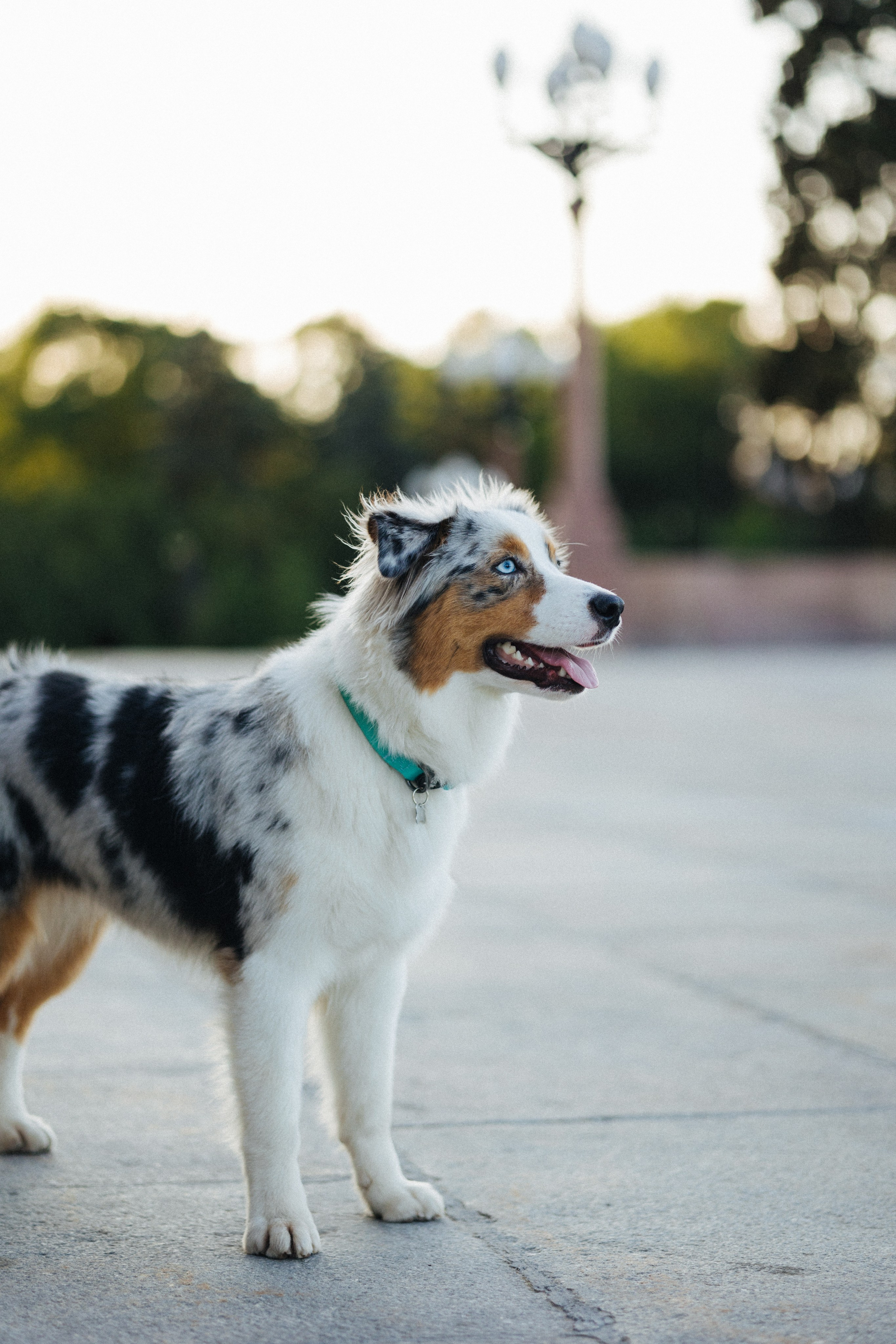 Настя, Влад и Лэйк. Фотораф — анималист Мария Шистка