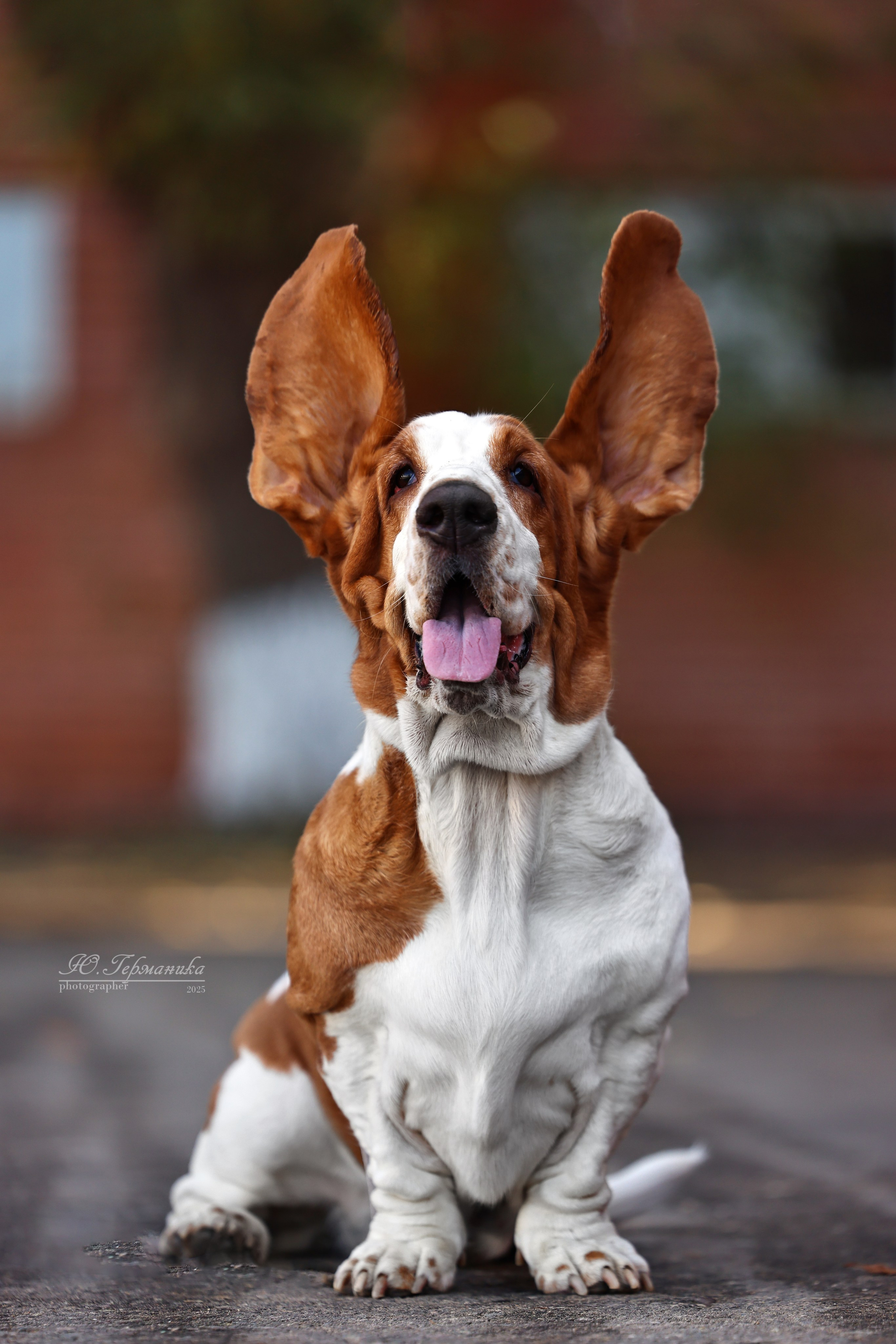 Астана 2хCACIB 26-28.09.2025. Фотограф-анималист Юлия Германика