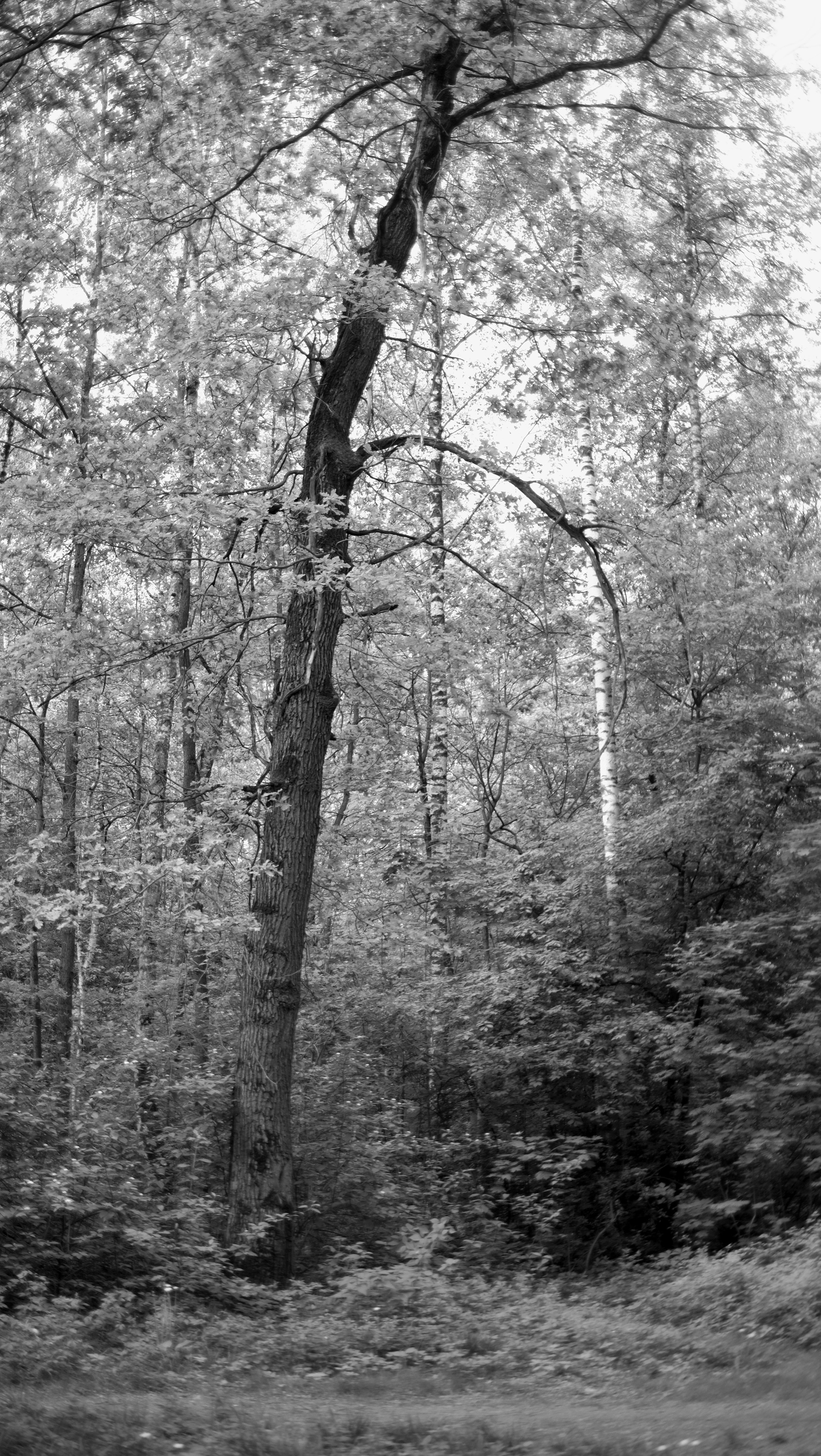 Пикториализм в природе. Сайт фотографа Виталия Дени