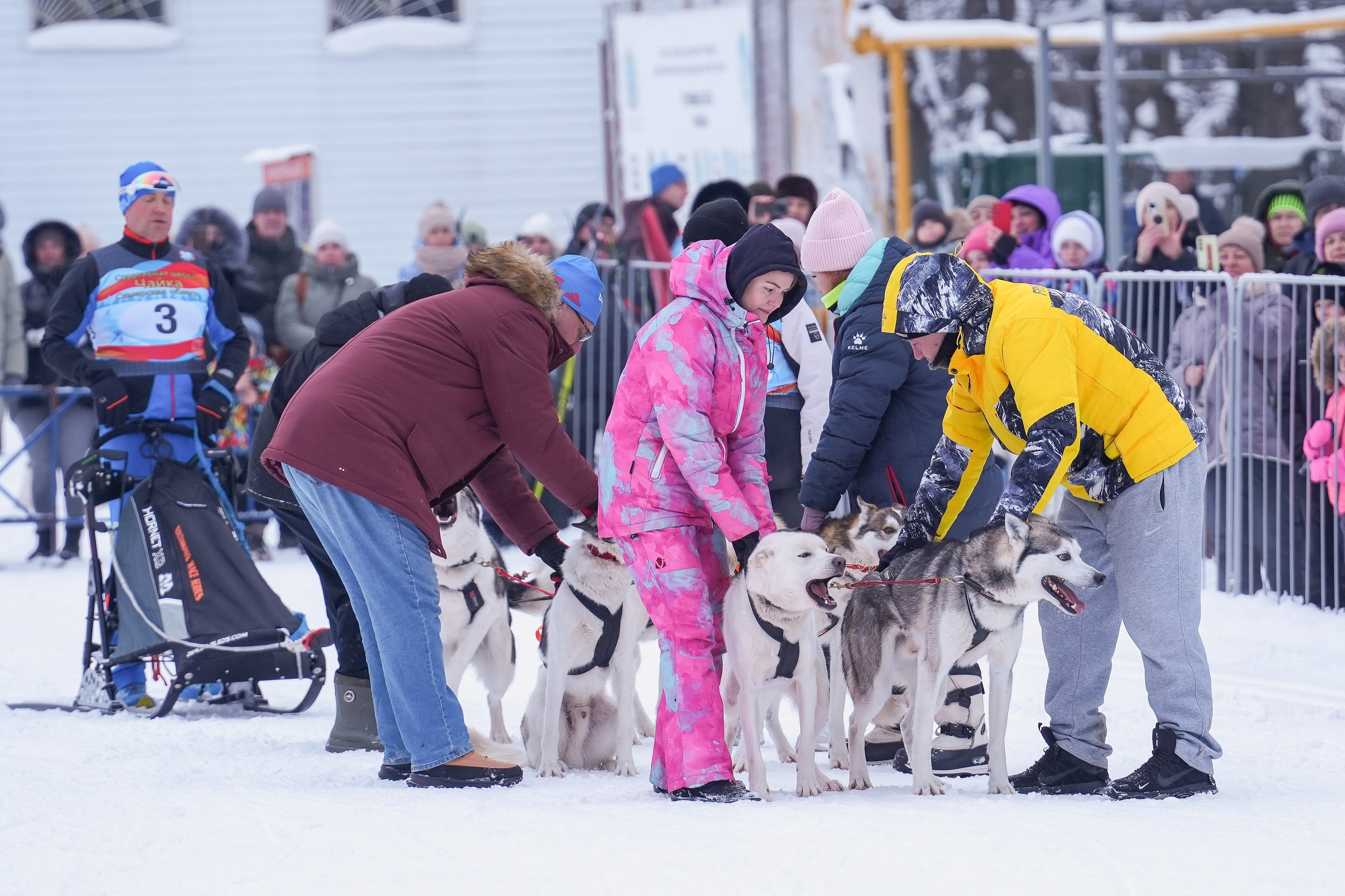 Рождественские гонки на собаках. Т/б «Чайка». Семейный фотограф Владимир Просвиркин. г. Самара