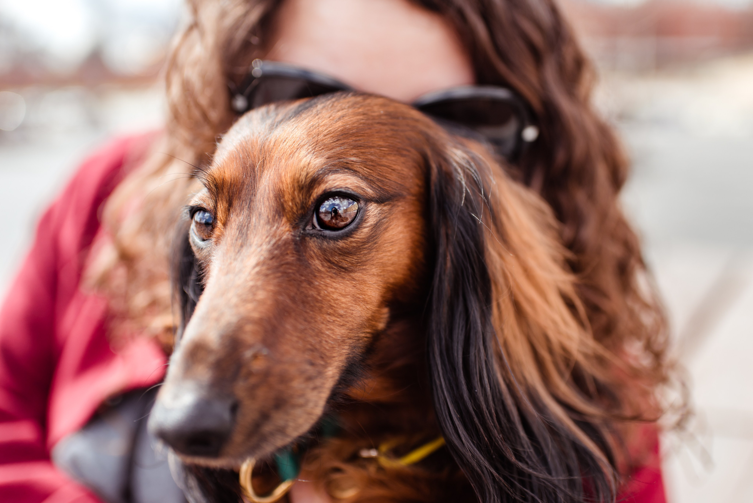 Таксы на Красной площади. Семейный Фотограф в Москве Ирина Хохлова