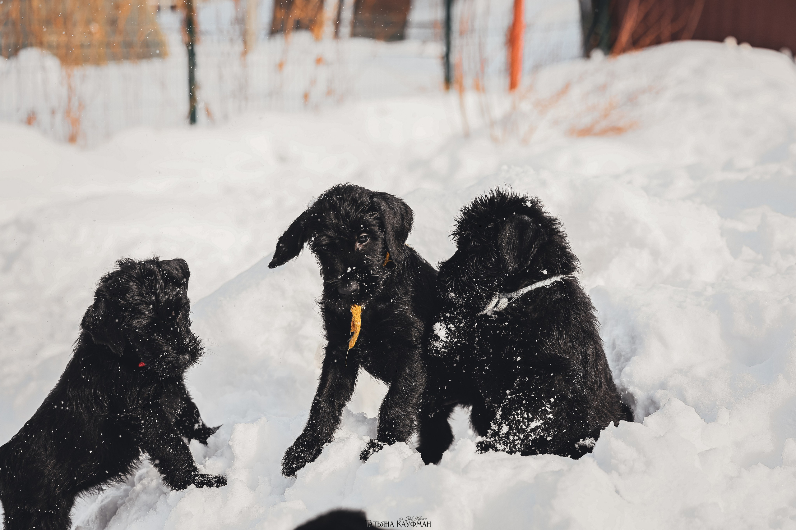 Ризеншнауцер, щенки ризеншнауцера, купить ризеншнауцера, купить щенка, ризеншнауцер Новосибирск, фотосъемка щенков, фотосессия собак, заказать фотосессию, фотографии щенков, сфотографировать щенка, фотограф Анималист, фотограф собак Новосибирск, фотограф анималист Новосибирск