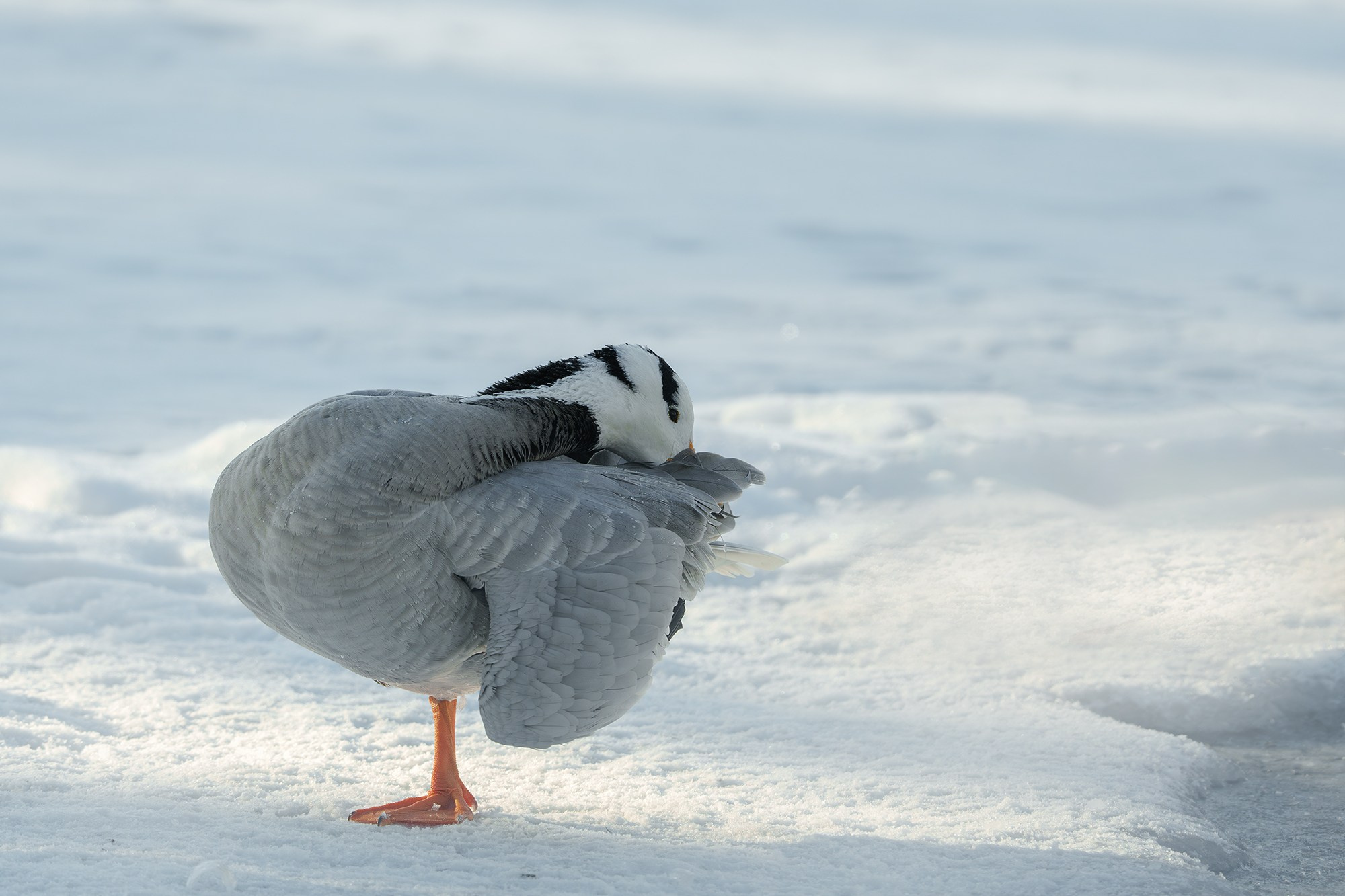 Удивительные мир птиц. Вокруг нас столько прекрасного — присмотритесь!. Ваш личный фотограф Марина Волкова