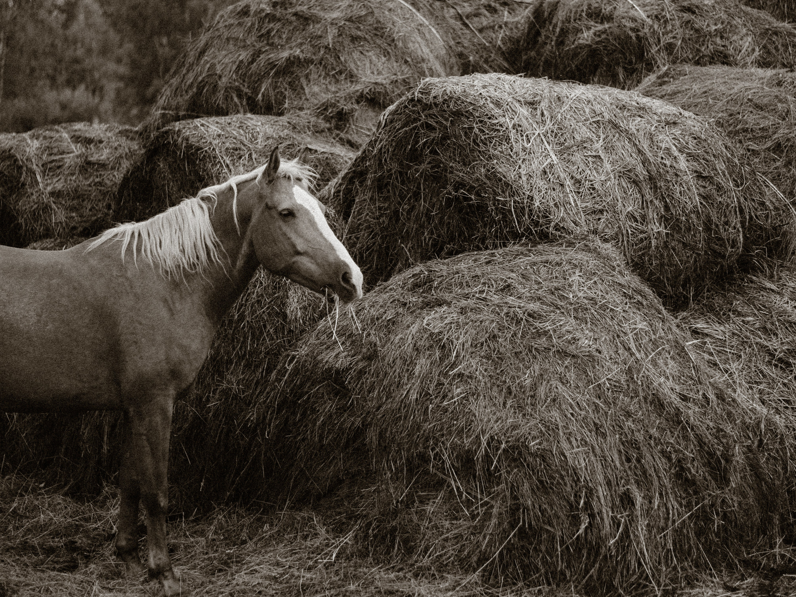 Табун на природе // Зеленодольский район. Женский и семейный фотограф в Казани Гульназ Гизетдинова