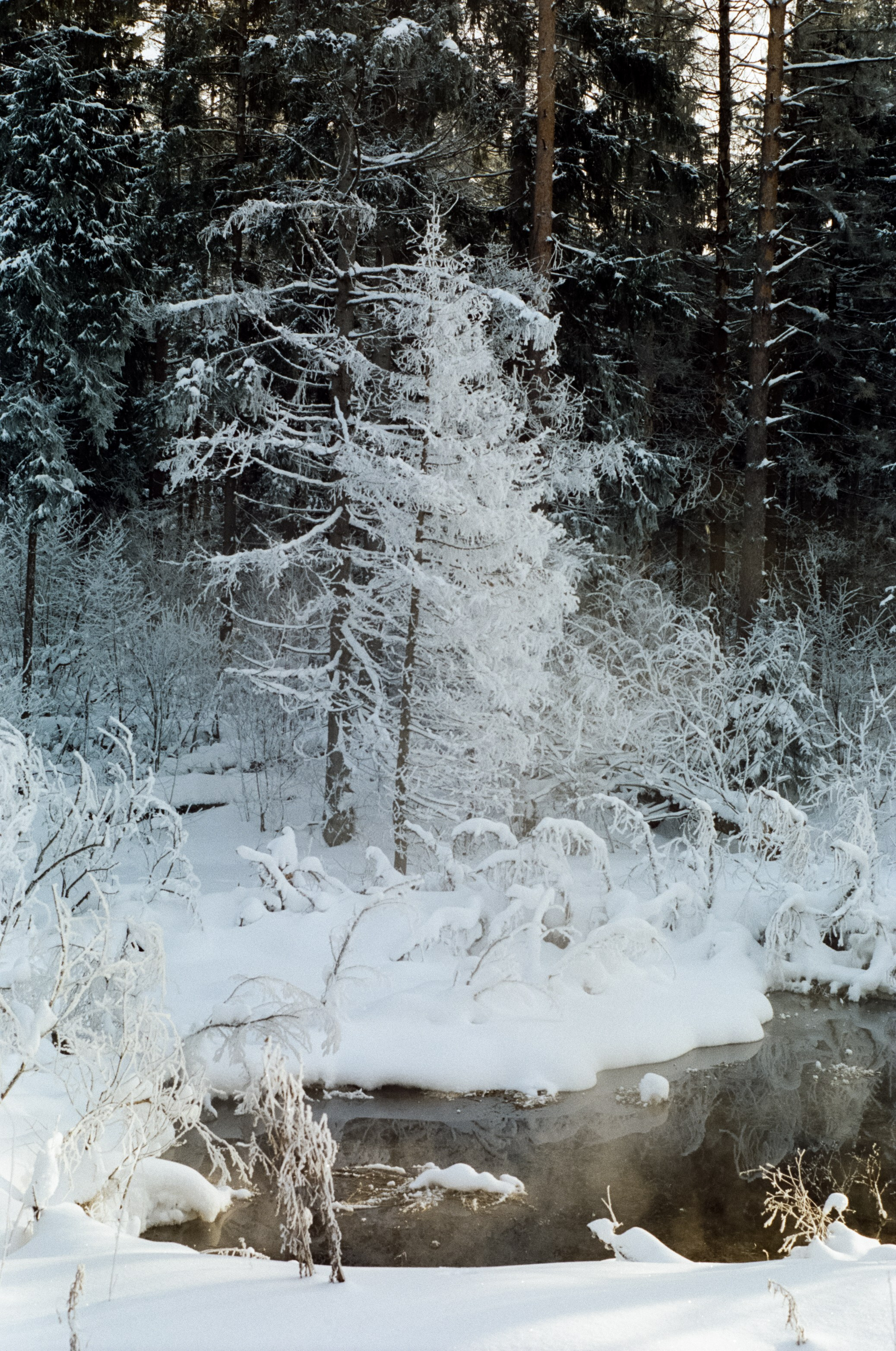 Pentax MZ-3 (1) объектив Schneider-Kreuznach Retina-Xenon 50 mm f/1.9 D