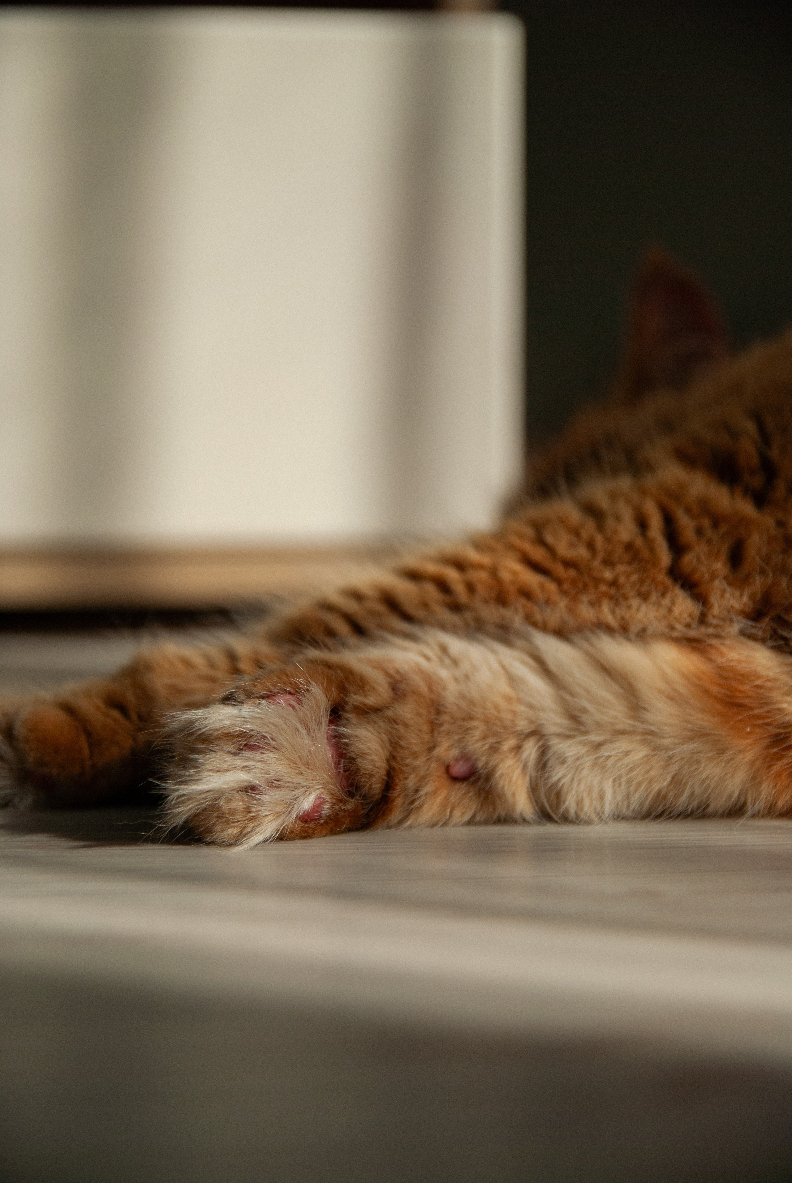 Зоопарк в моём багаже. Кошенкова Мария: портретный и репортажный фотограф. Санкт-Петербург