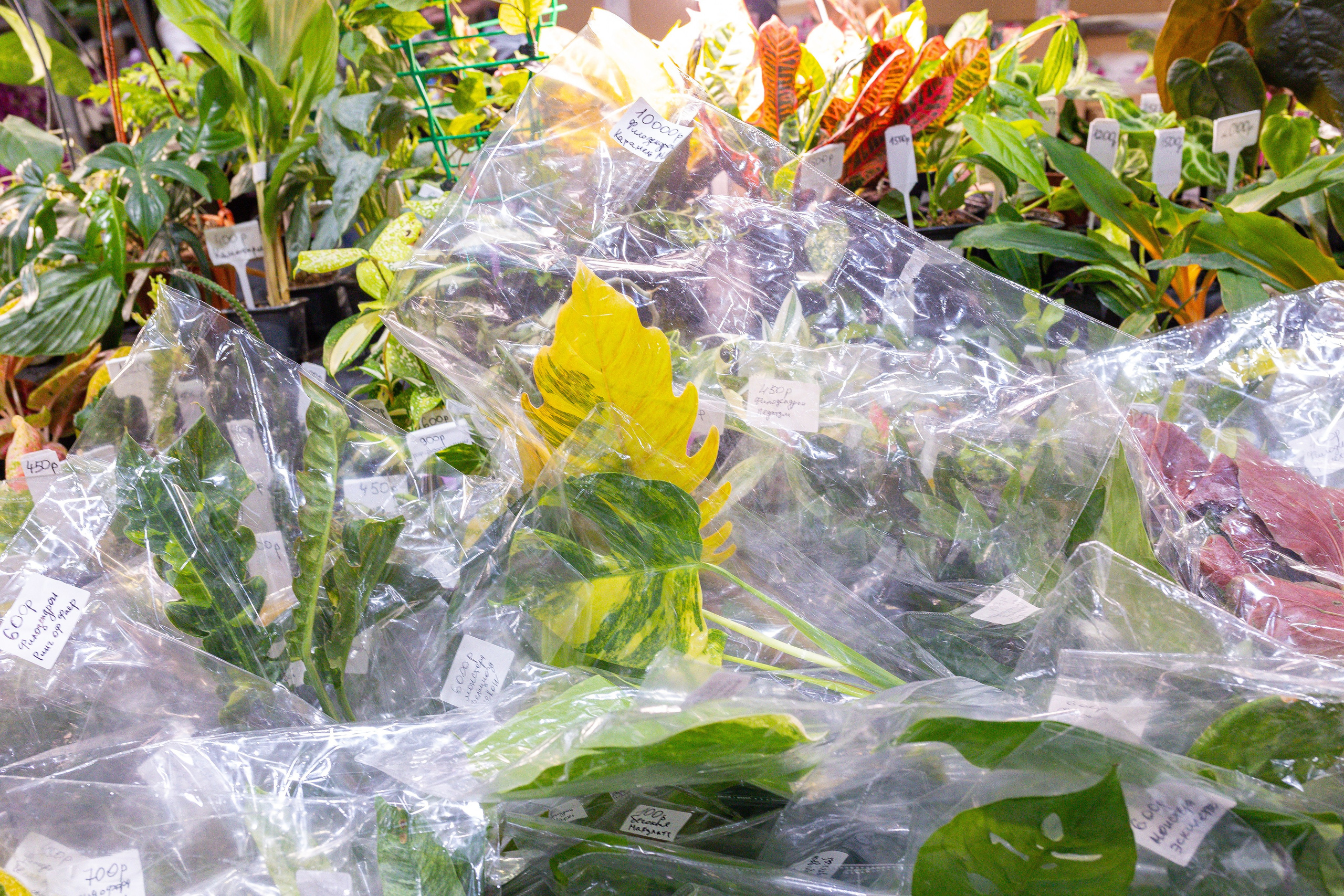 Орхидиум 12.2025. Александра Куликова фотограф, Москва