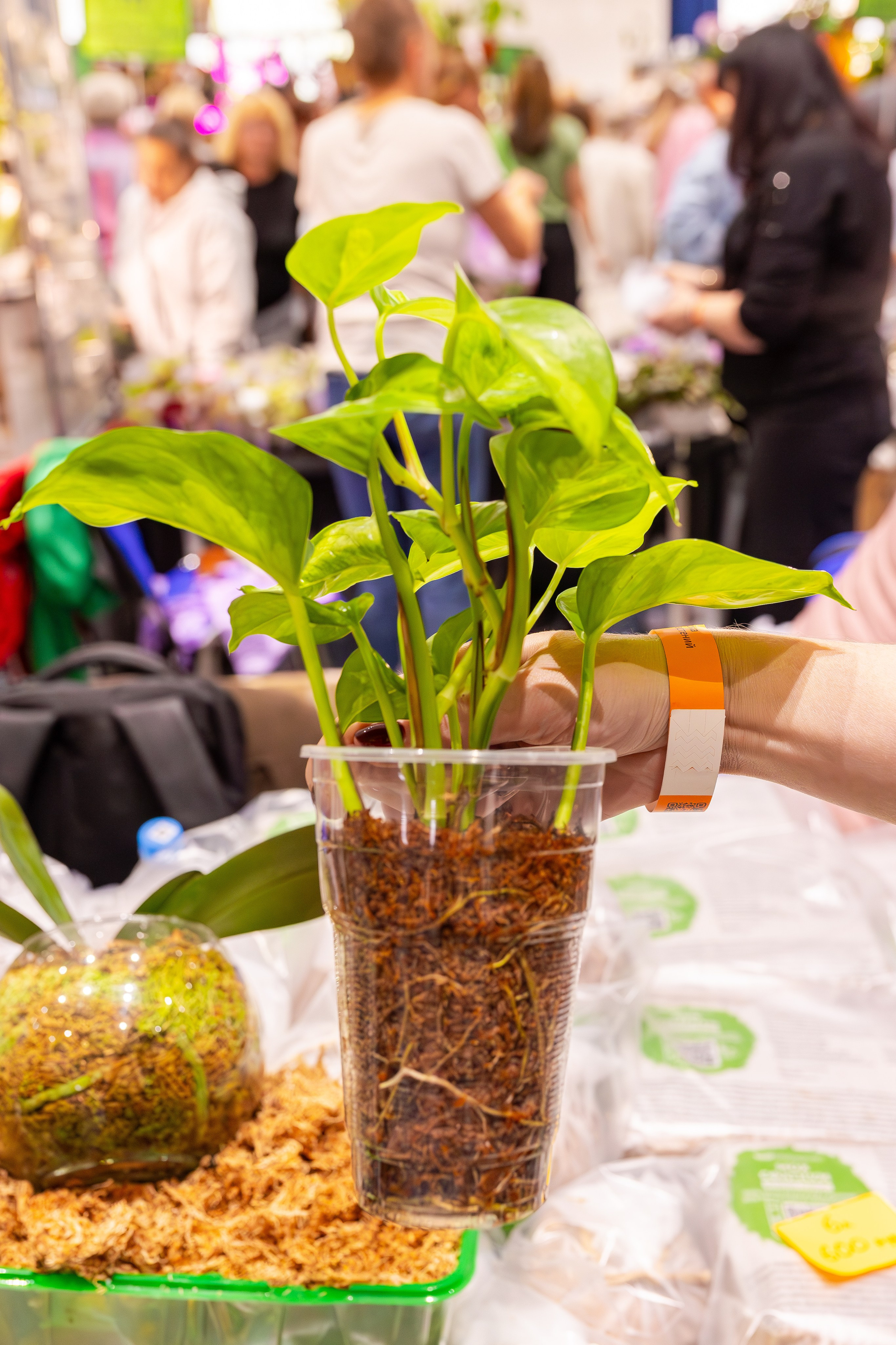 Орхидиум сентябрь 2025. Александра Куликова фотограф, Москва