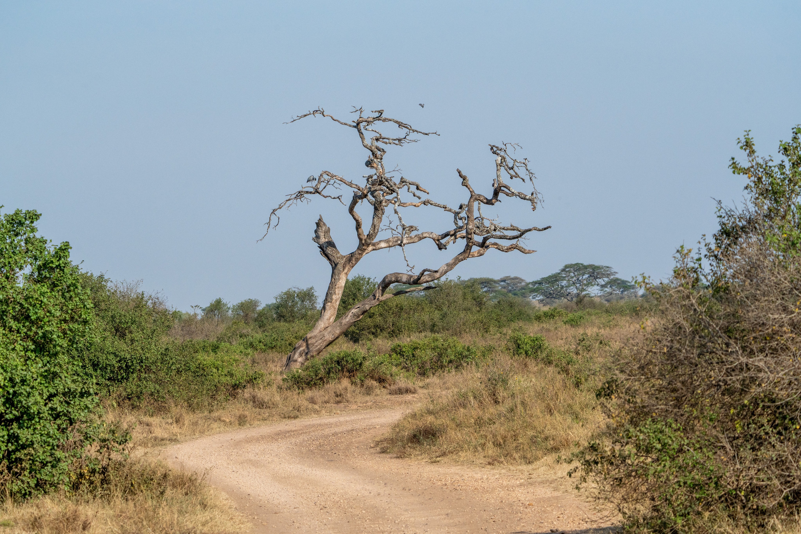 Танзания, сафари, 2025. Творческие сьемки