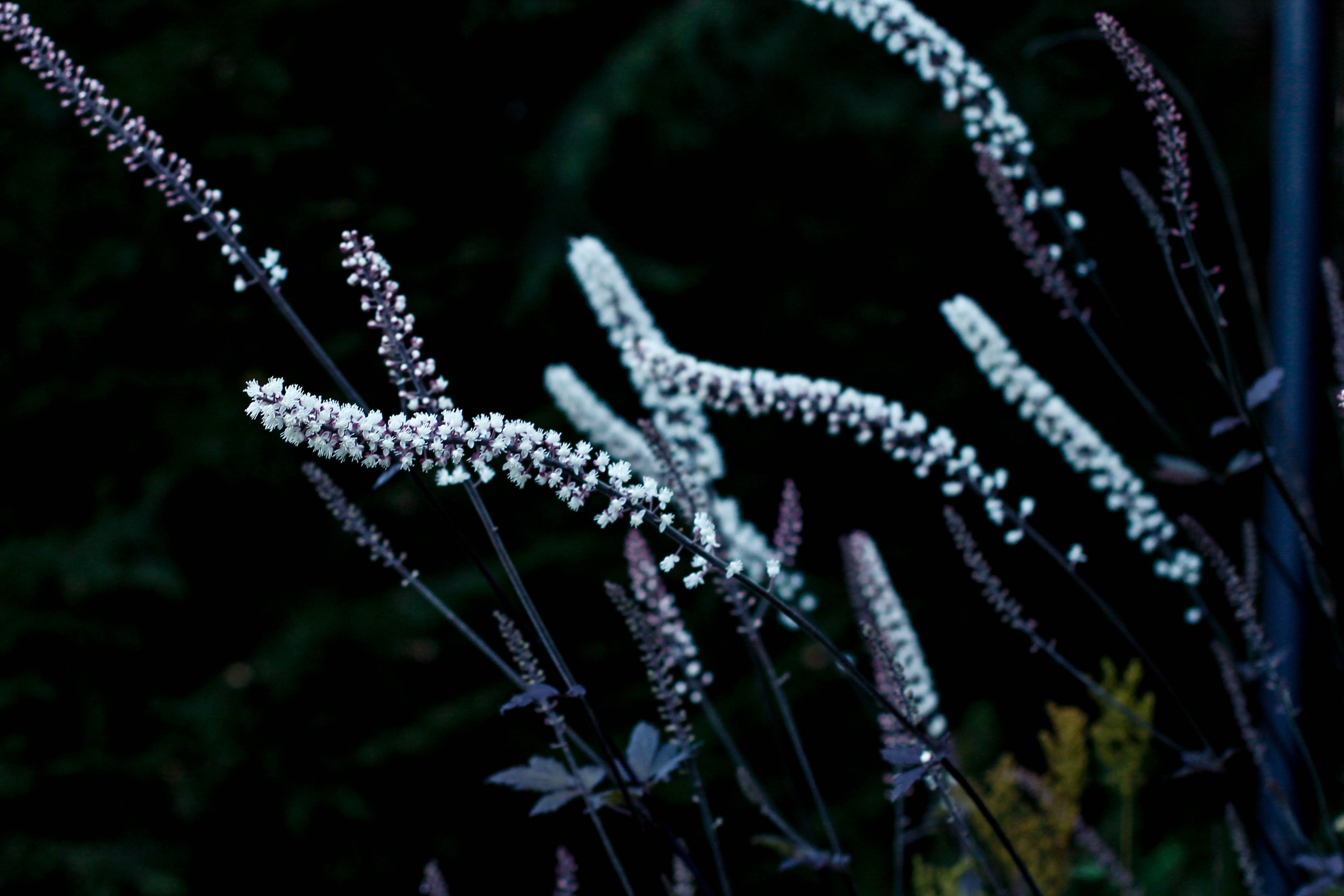 Портфолио. Пряник не проявляет негатив, творческий фотограф, Москва и Санкт-Петербург