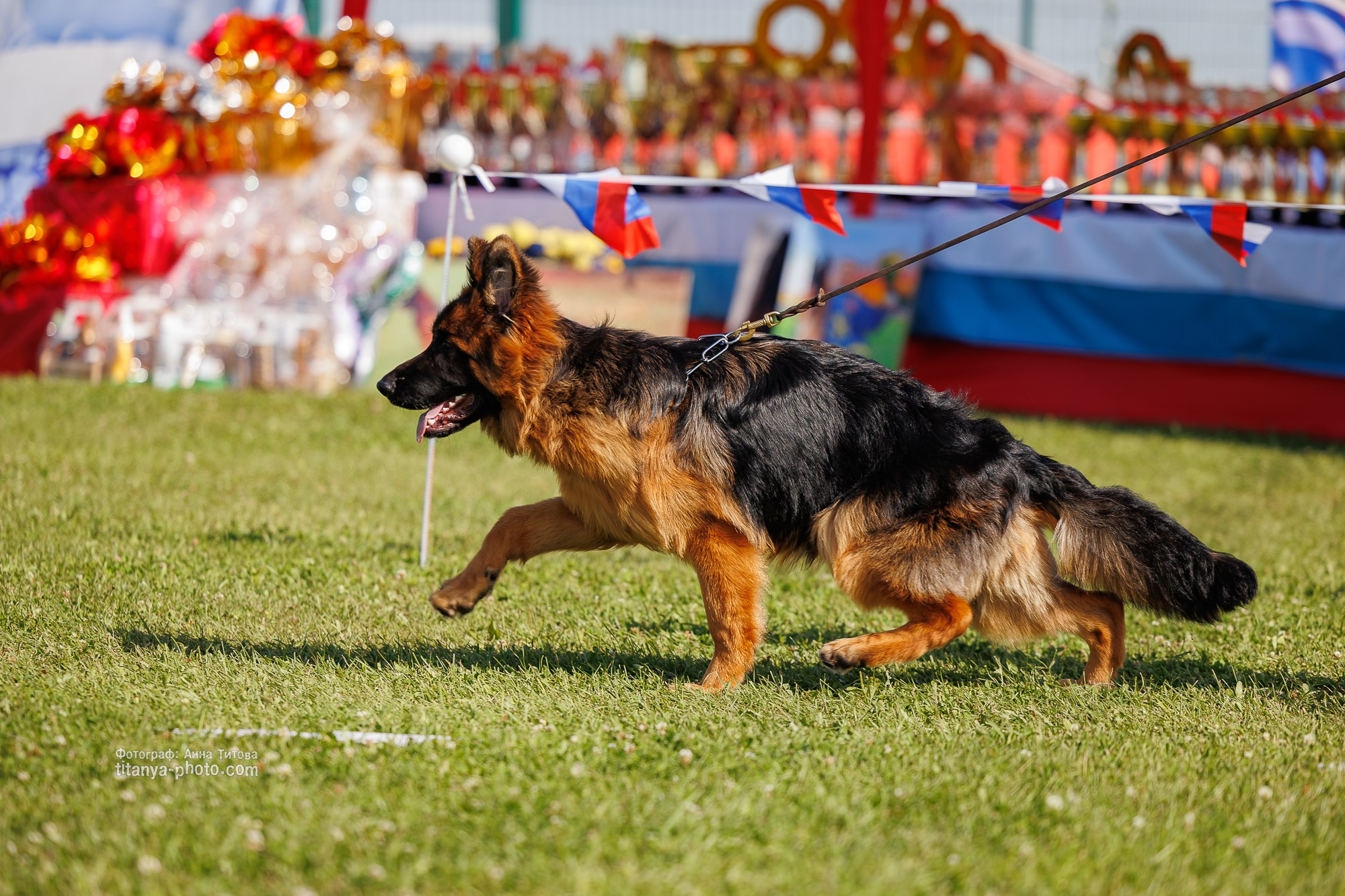 Немецкие овчарки: фото из рингов и вне ринга, мутпроба (фотографии с выставок). Фотограф собак, фотограф-анималист Аня Титова (Titanya). Москва